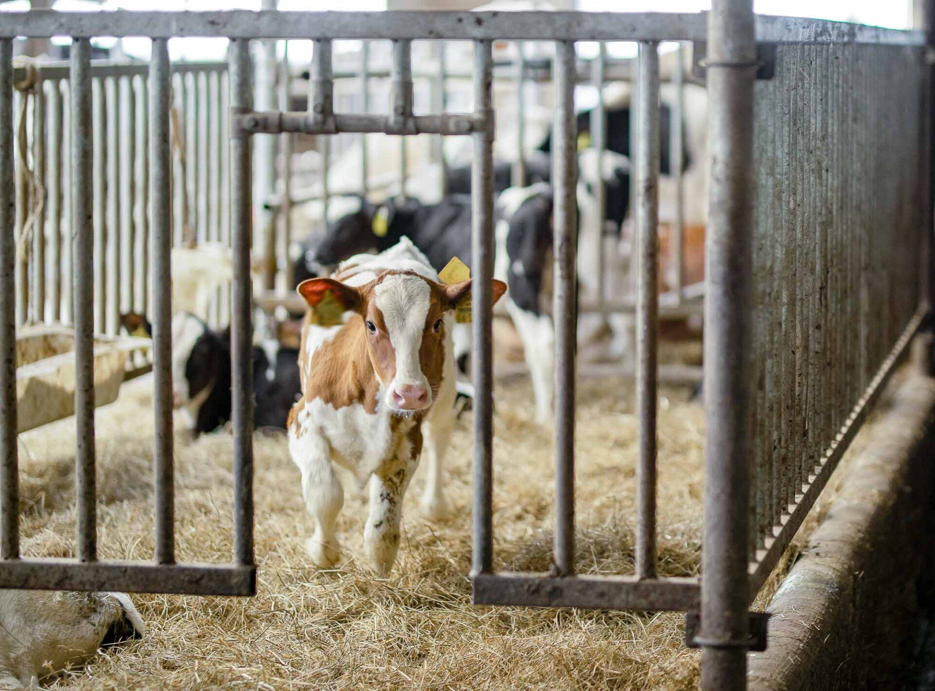 Ein braun-weißes Kalb steht in einer Box im Stall mit weiteren Kälbern und geht durch eine Öffnung der Box hindurch.