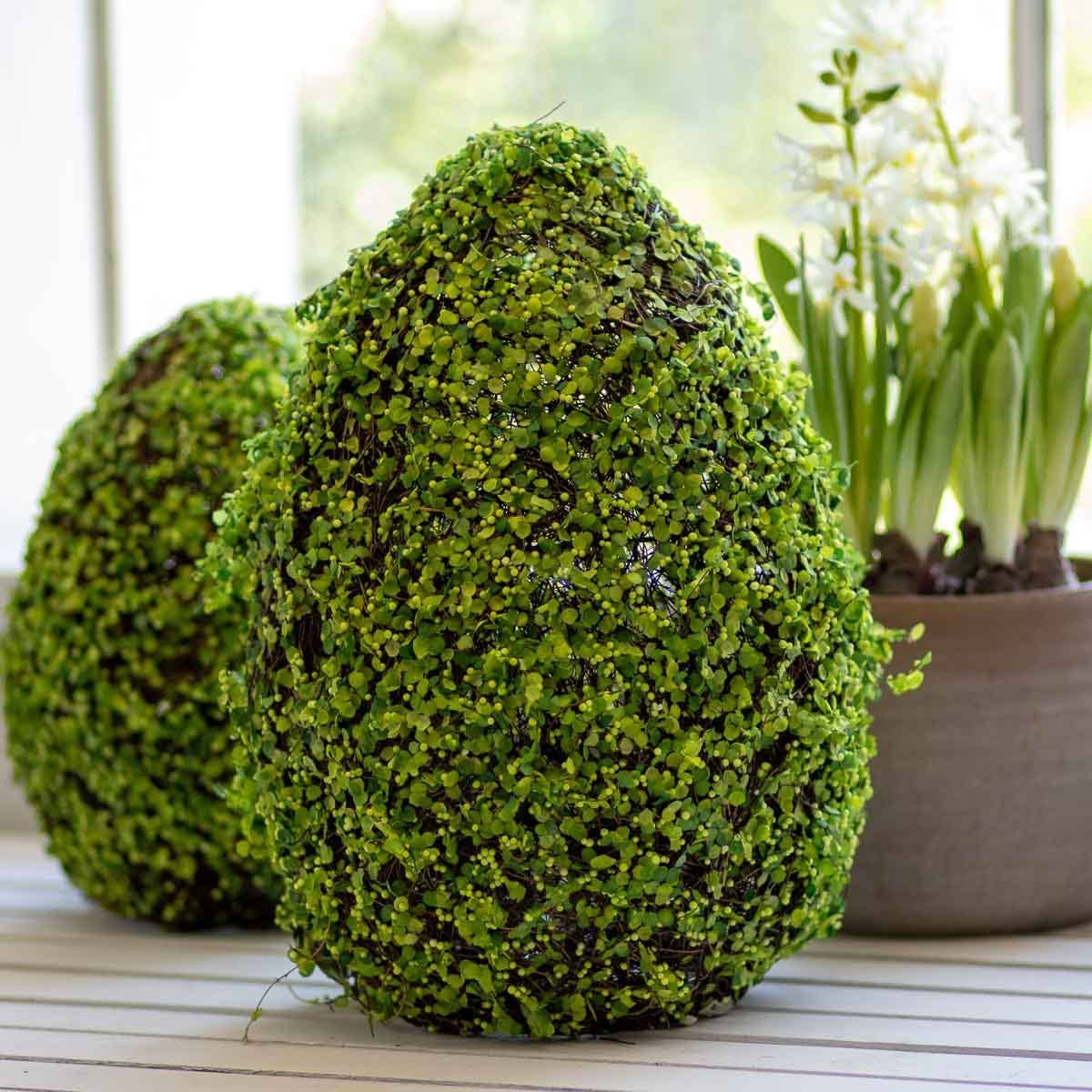 Two egg-shaped topiaries covered in small green leaves. White hyacinths in a brown pot are to the right.