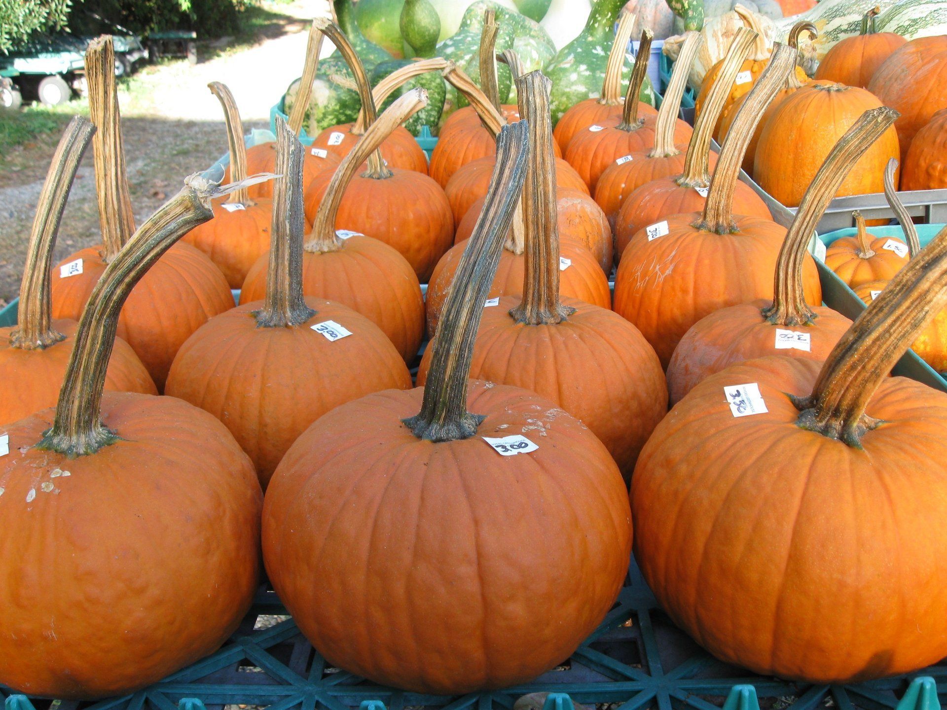 Pumpkins for sale