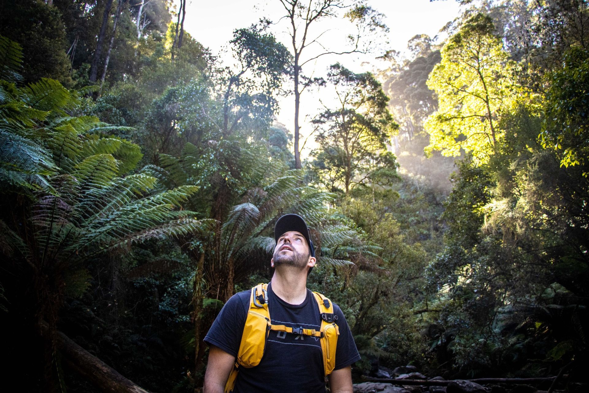 Man looks upward in a lush forest, wearing a backpack, sun shining through the trees.