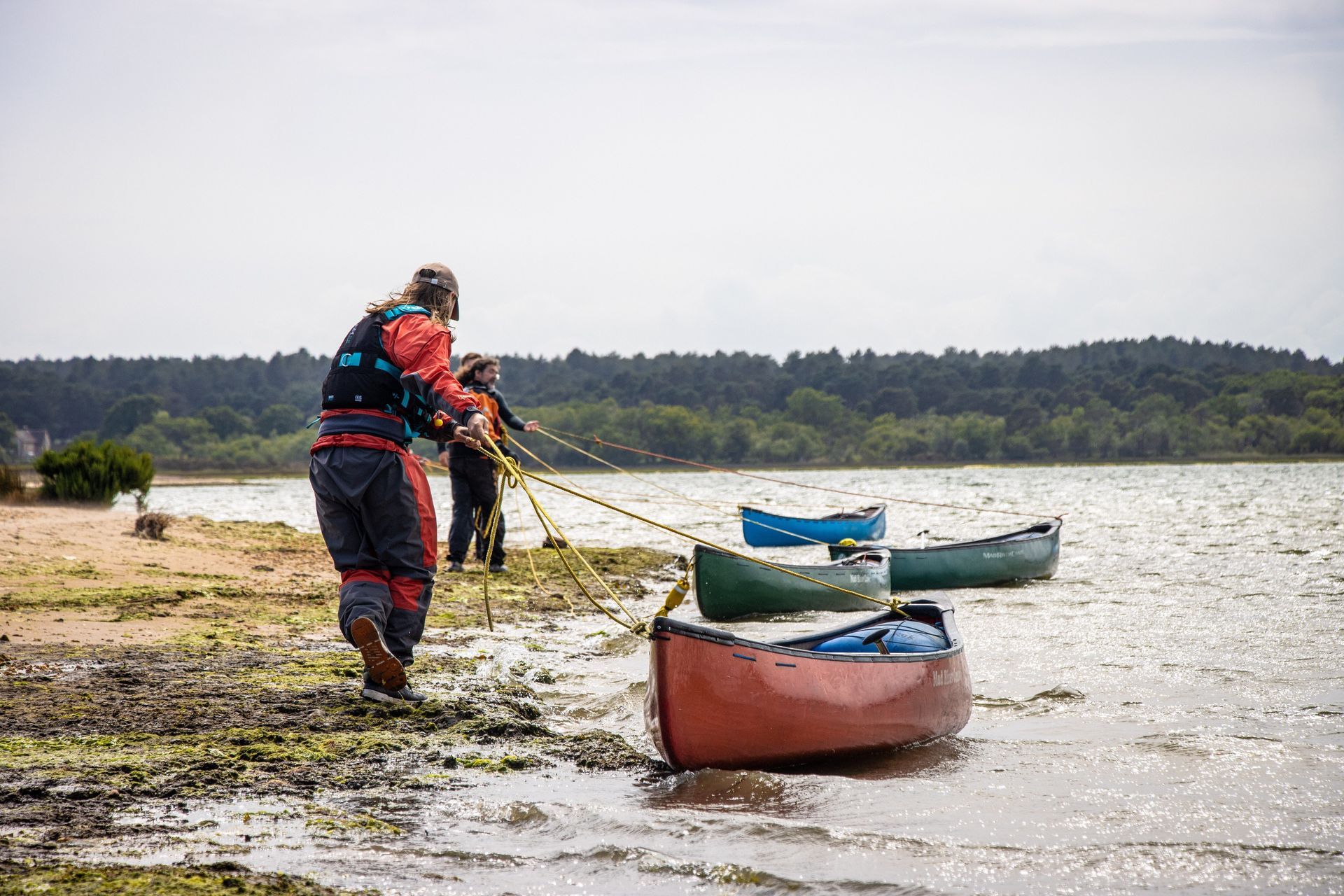 Person pulling a line attached to several canoes from a shoreline near a forested area.