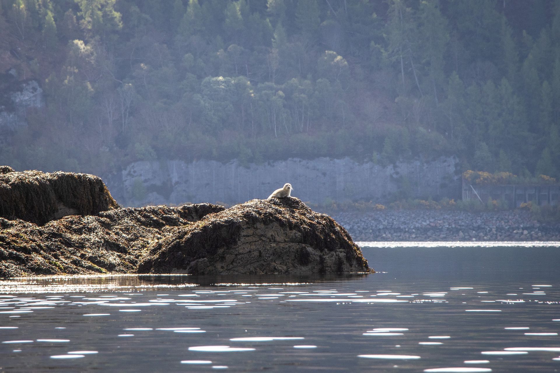 Seagull perched on a seaweed-covered rock in a calm bay, with forest in the background.
