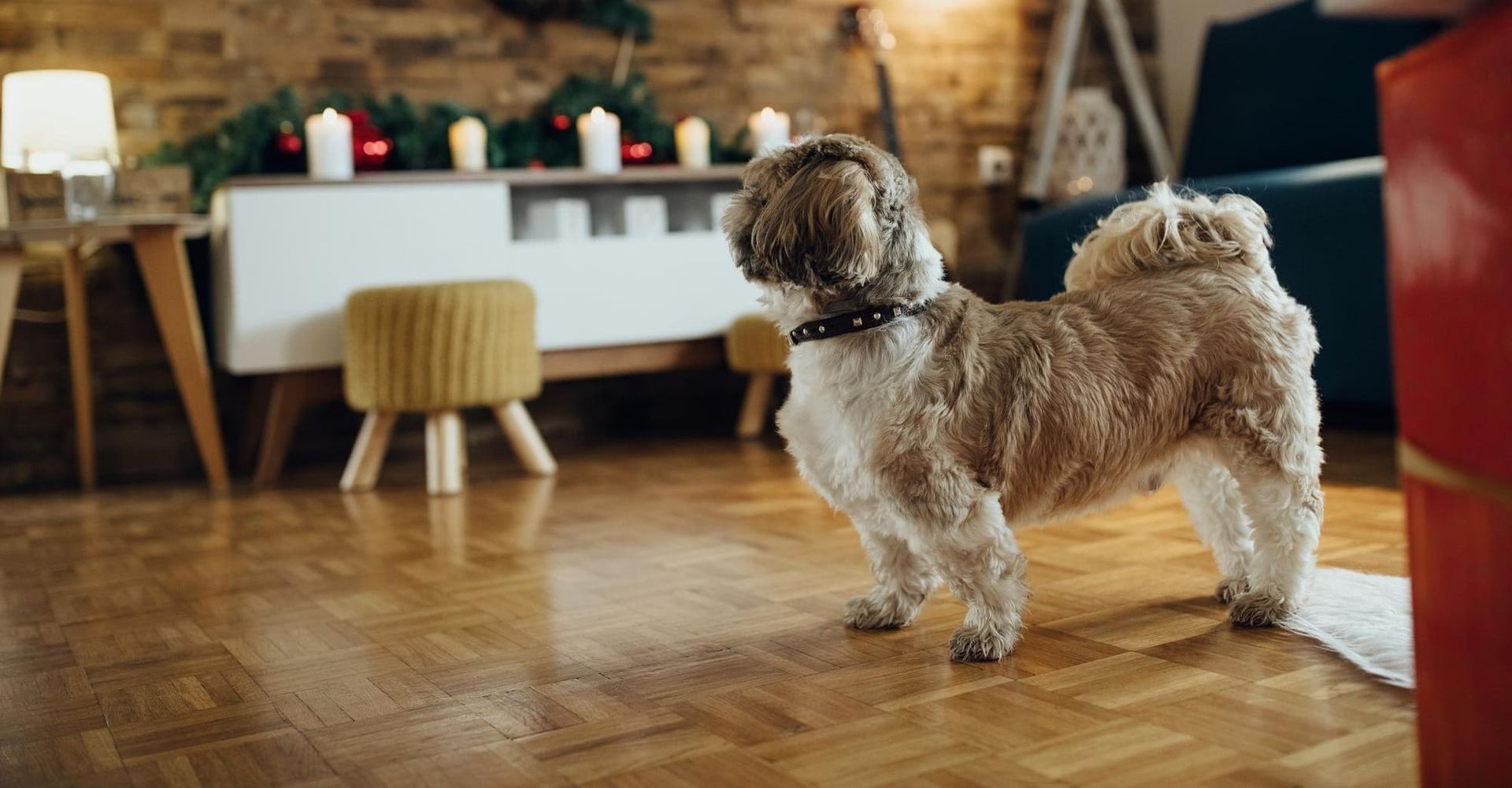 affordable pet-proof flooring for homes