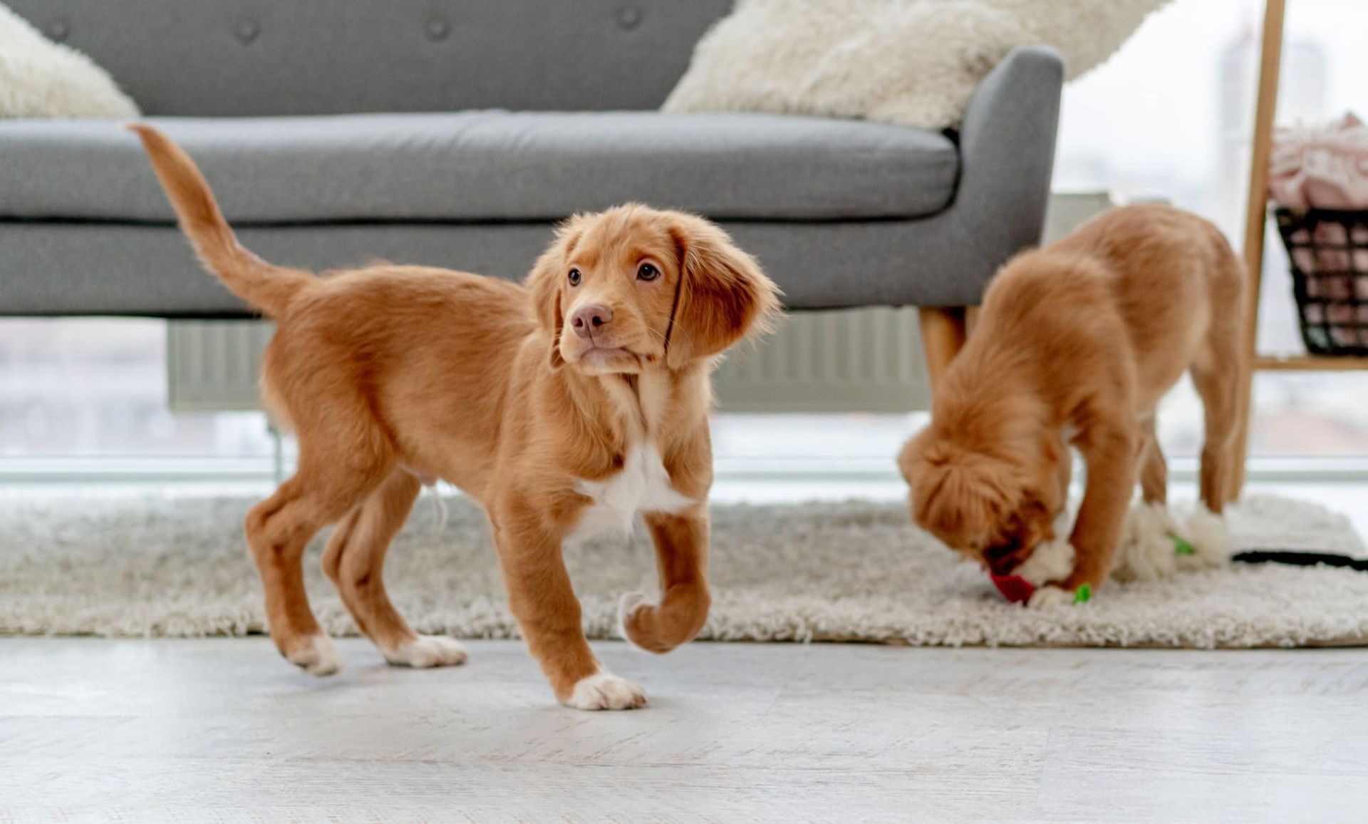 best waterproof flooring for pets