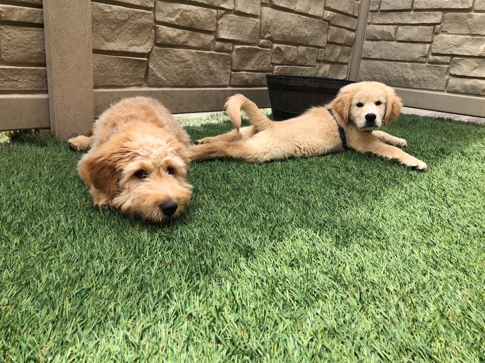 Two dogs laying on the grass
