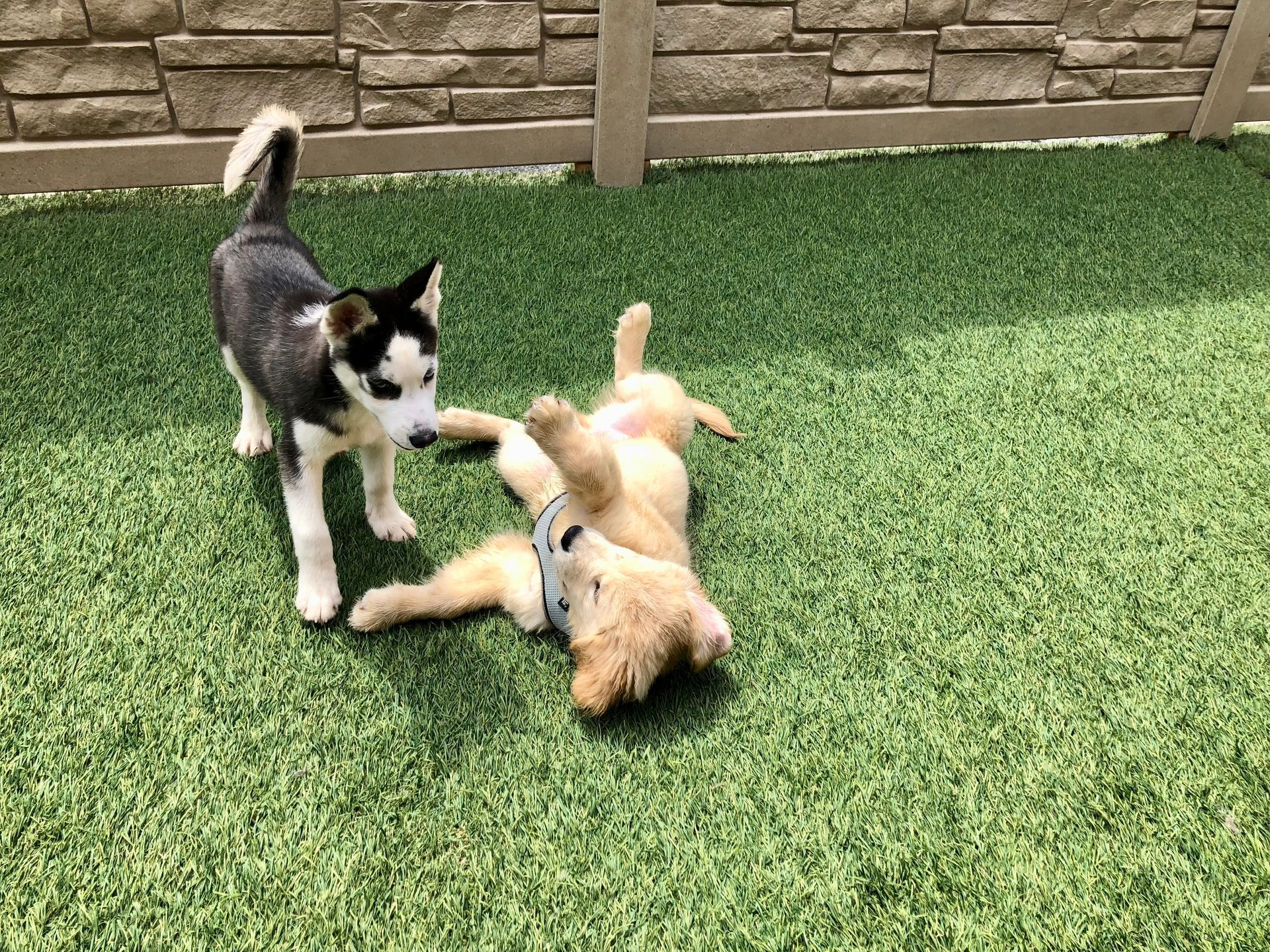 Two puppies are playing on a lush green lawn.