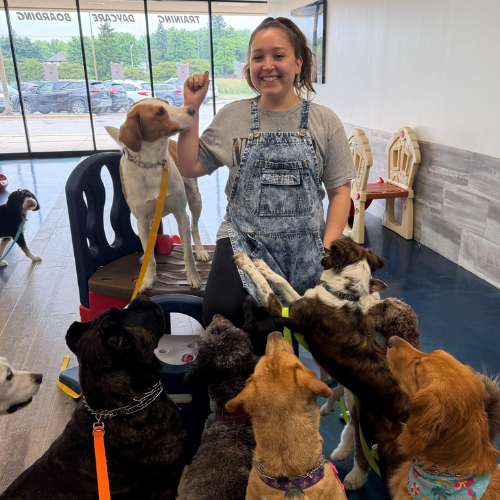 Woman training several dogs indoors; one dog stands on hind legs, others watch attentively.