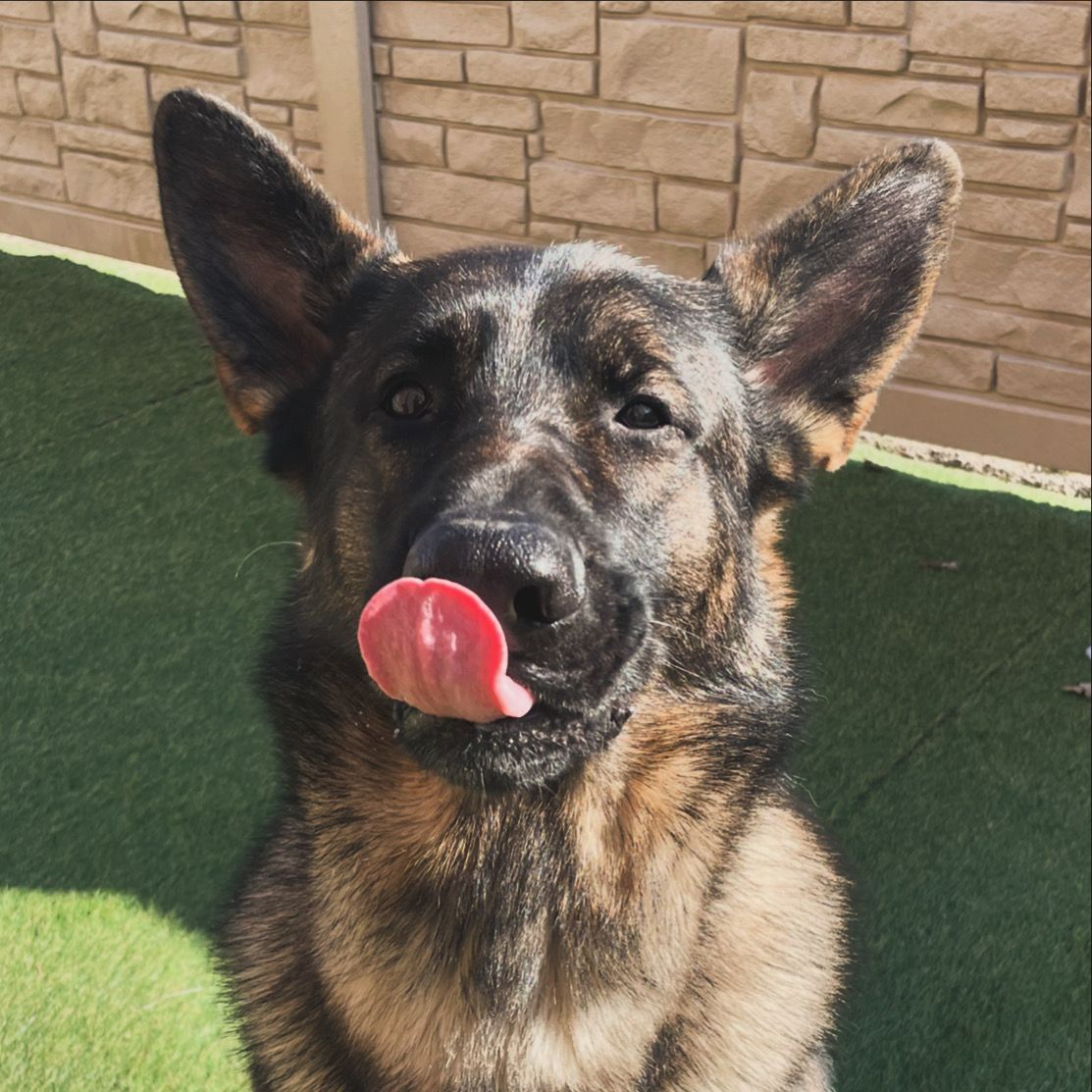 A german shepherd dog with its tongue out