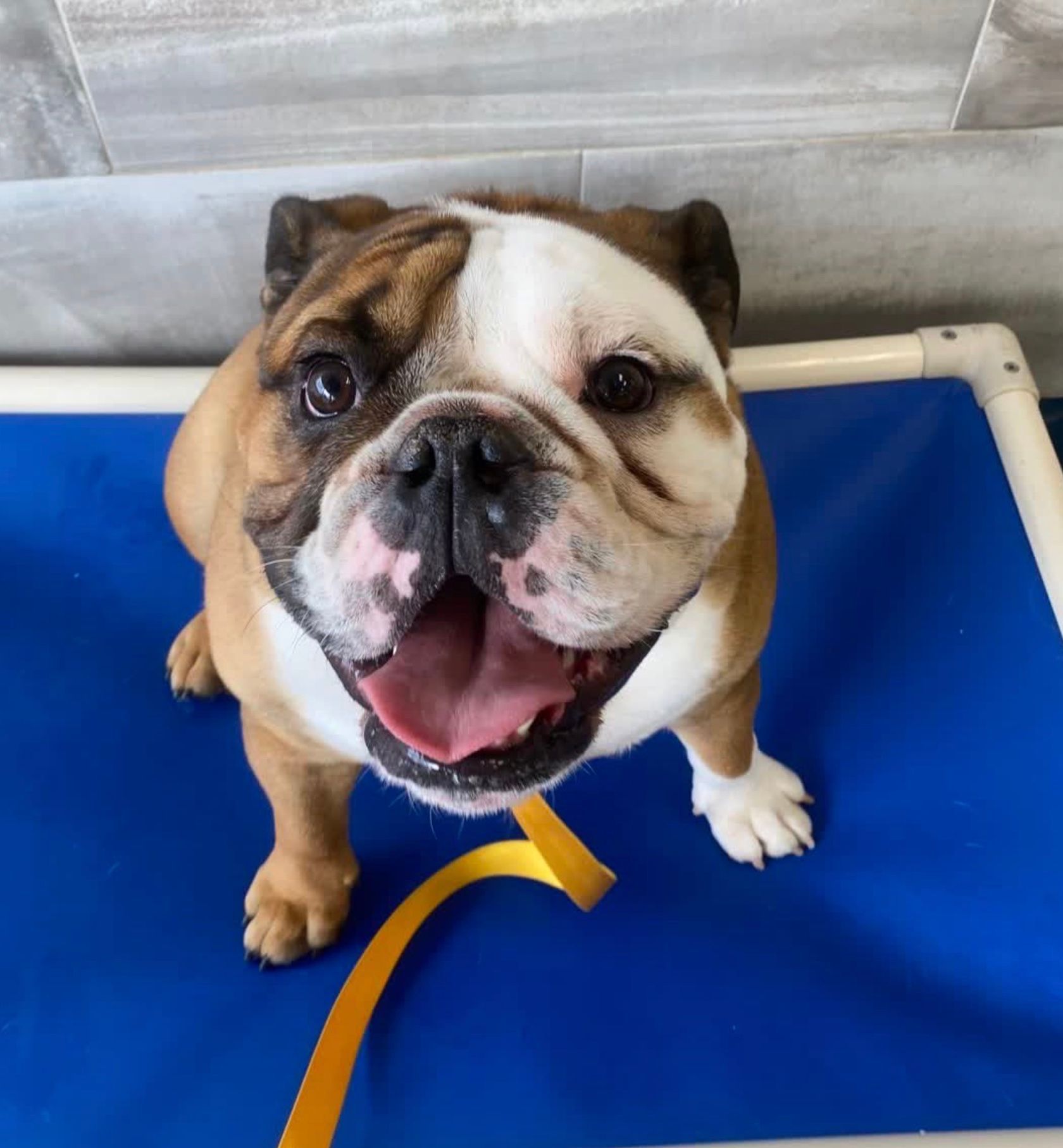 Bulldog sitting on a blue mat, wearing a yellow leash, panting with mouth open