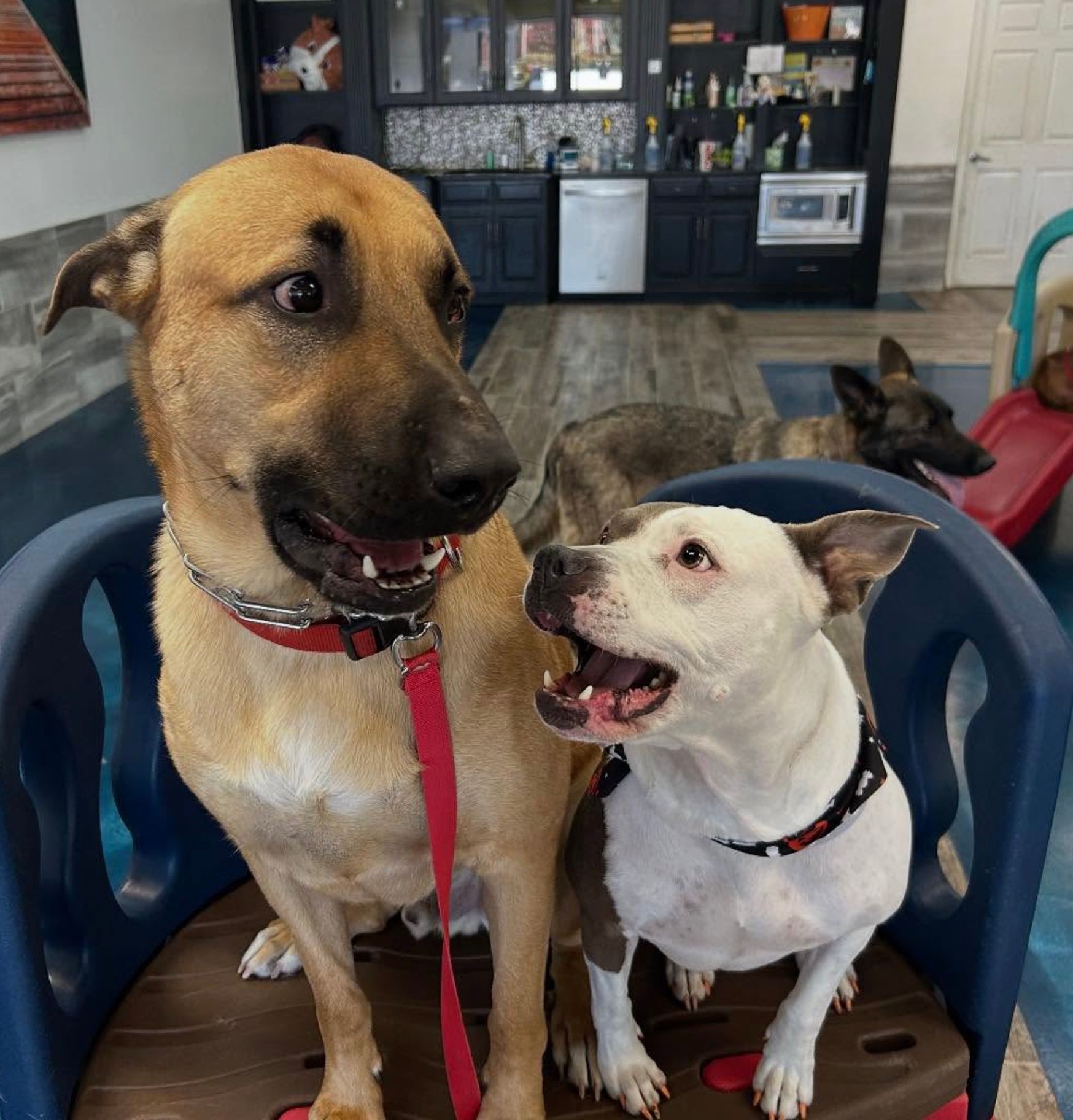 Two dogs sitting in blue chairs, looking at each other in a home kitchen.