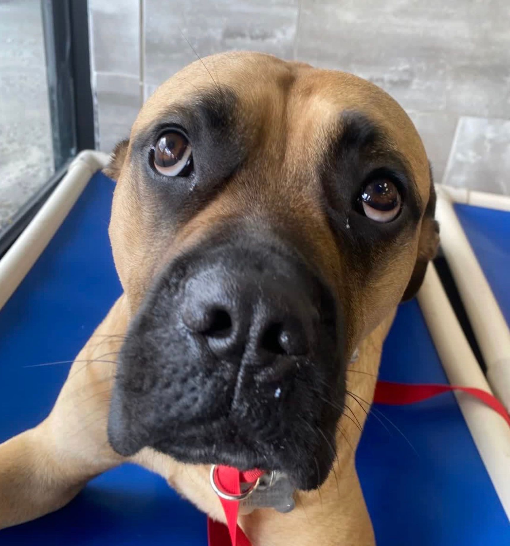 Close-up of a tan-and-black dog with sad eyes on a blue exam table, wearing a red leash