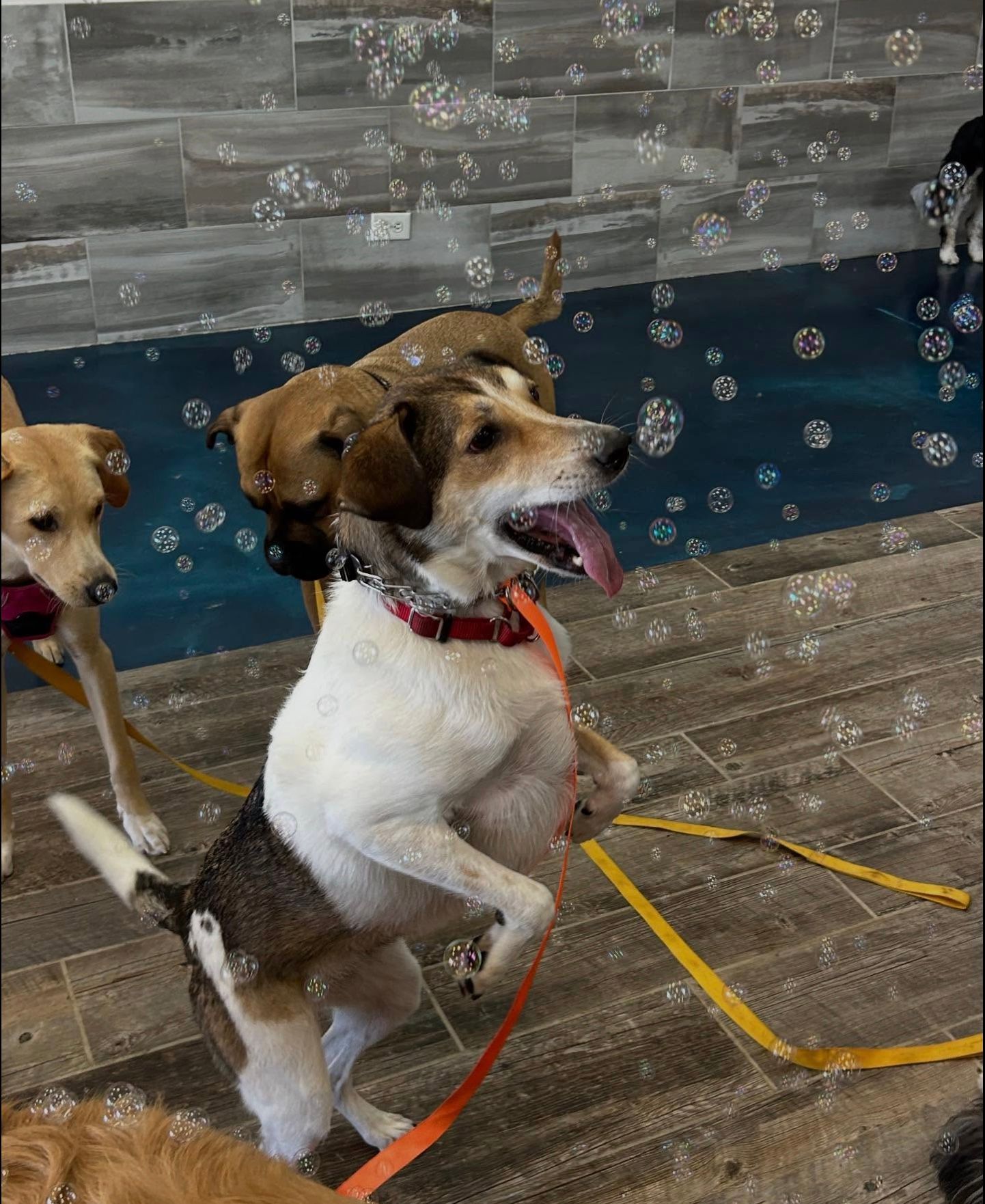 Two dogs on a wooden deck, one white-brown dog standing on hind legs amid bubbles