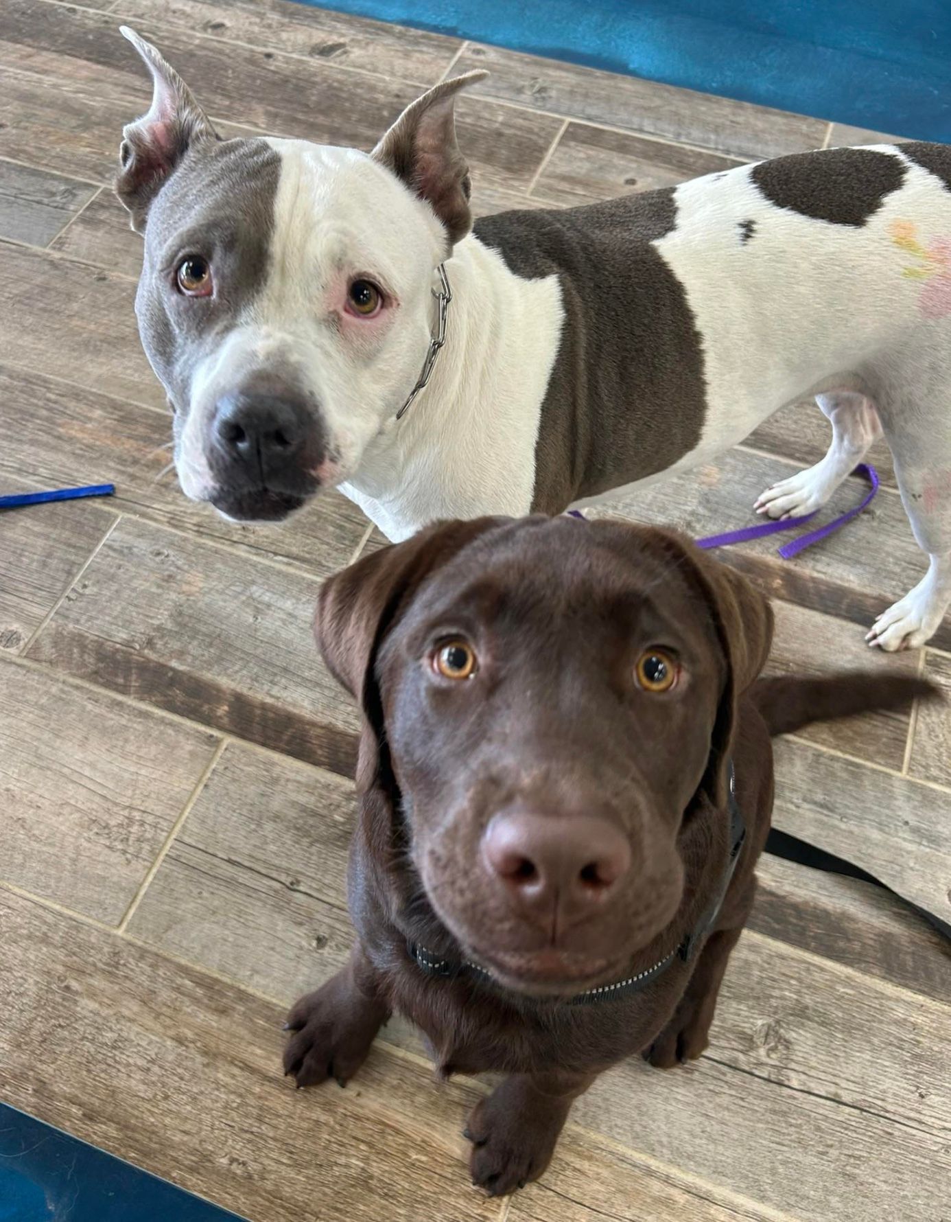 Two dogs on a wooden floor, a white-and-gray dog behind a brown dog looking up at the camera.