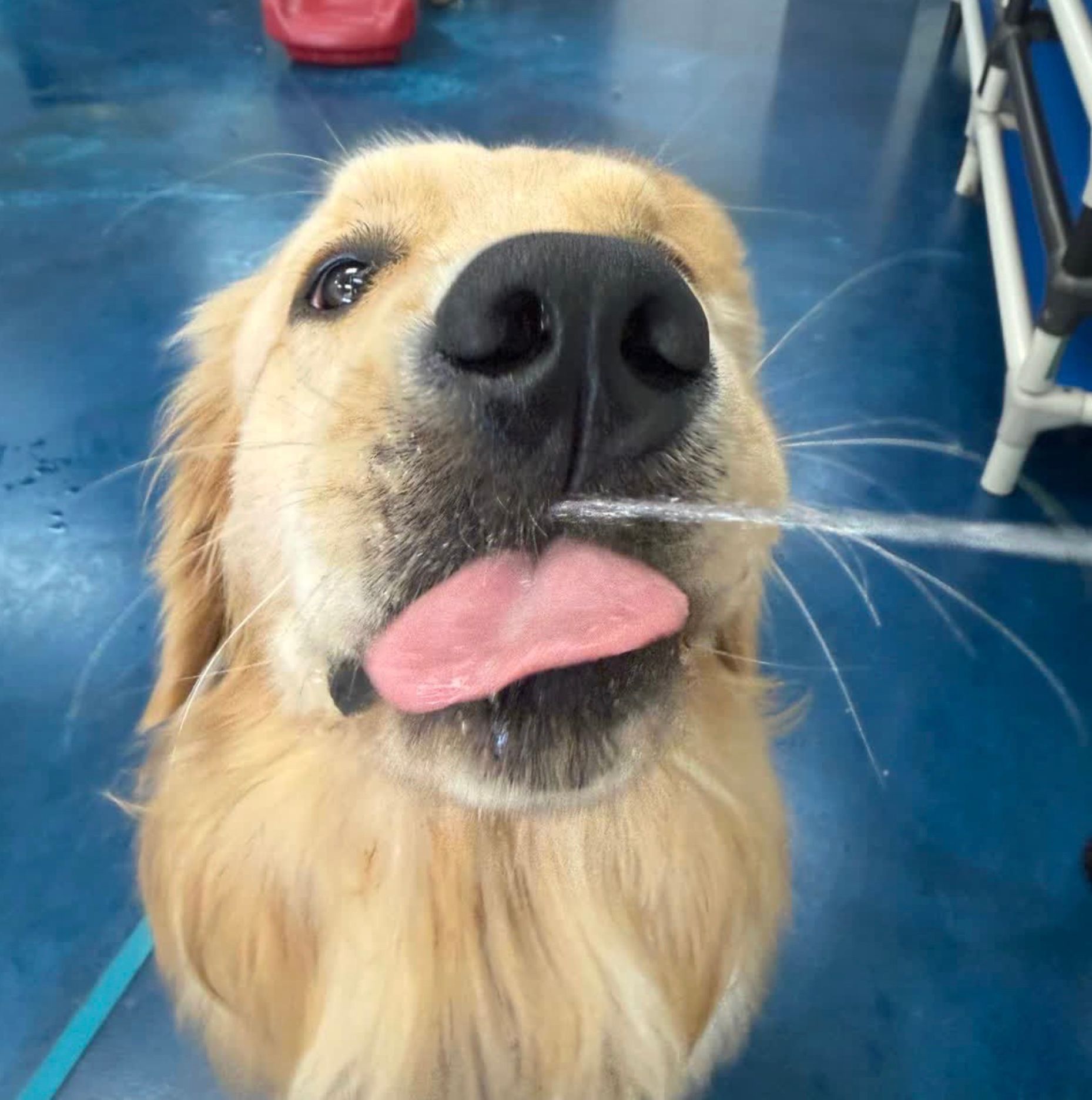 Golden retriever close-up with tongue out on a blue floor