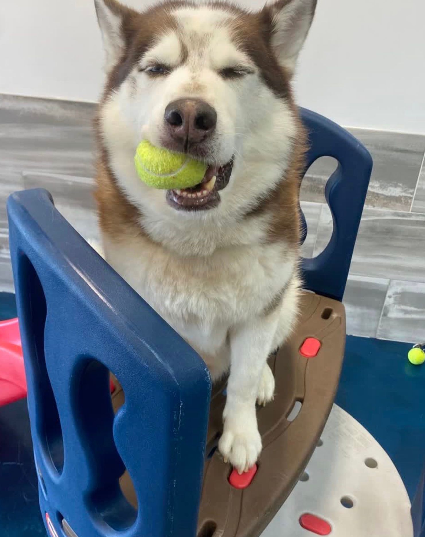 Brown-and-white husky holding a tennis ball while sitting on a blue indoor play structure