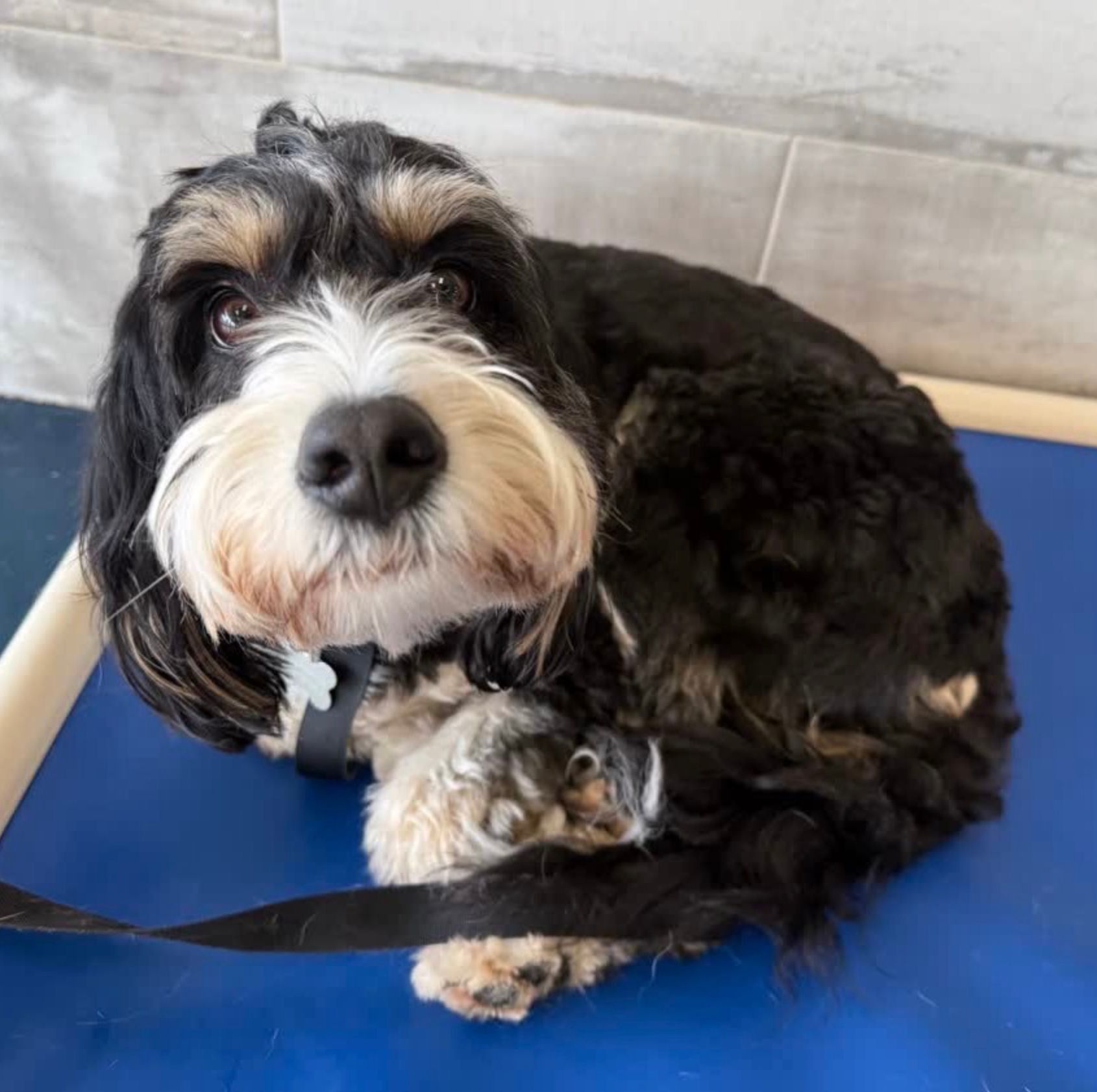 Small black-and-white dog lying on a blue mat, looking up with a leash attached.