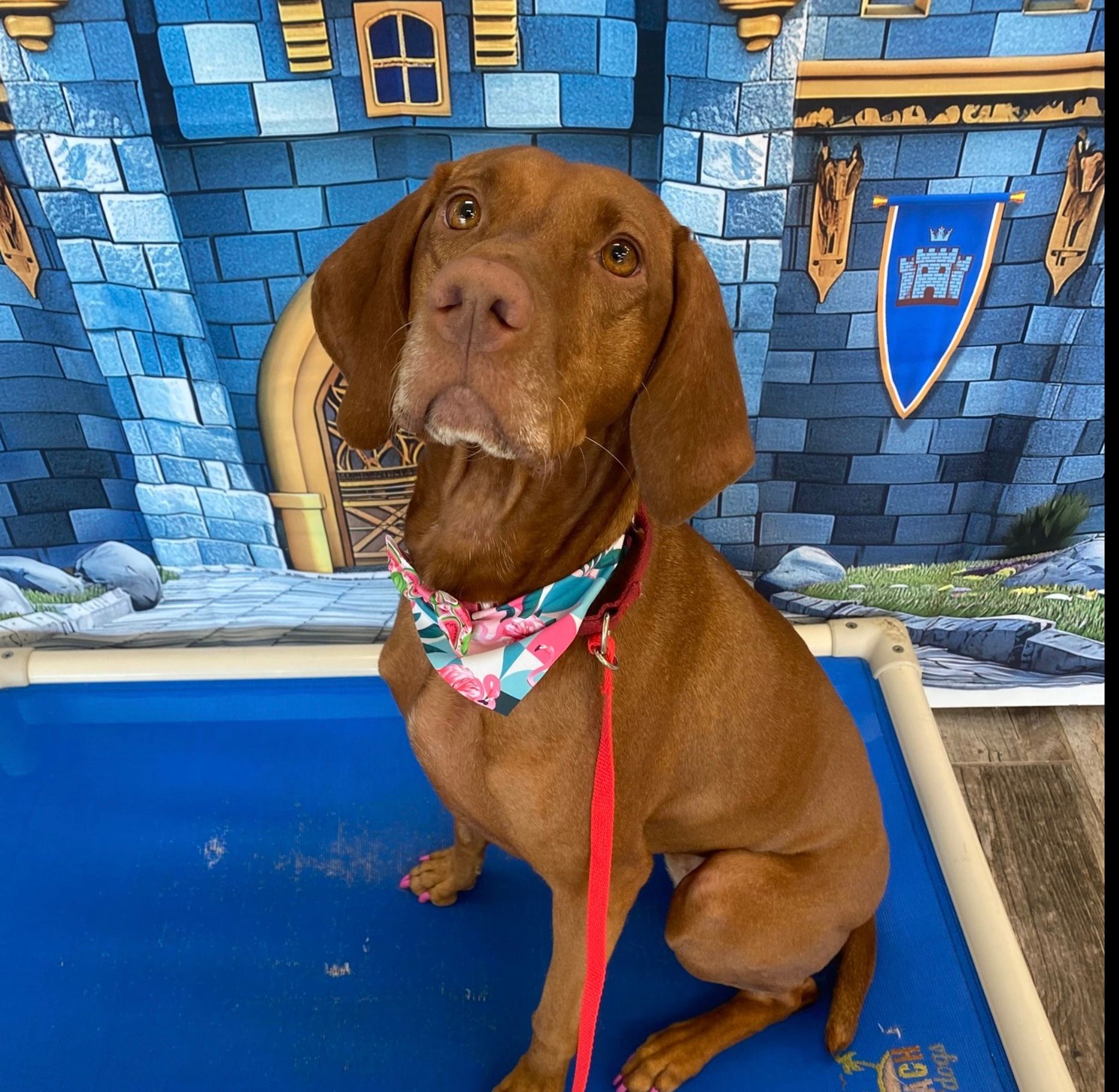 Brown dog wearing a pink floral bandana sits on a blue platform in front of a blue castle backdrop.