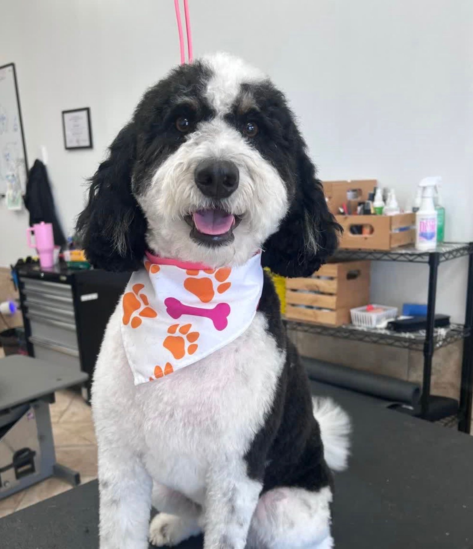 Black-and-white dog wearing a white bandana with orange paw prints, sitting in a grooming salon and smiling