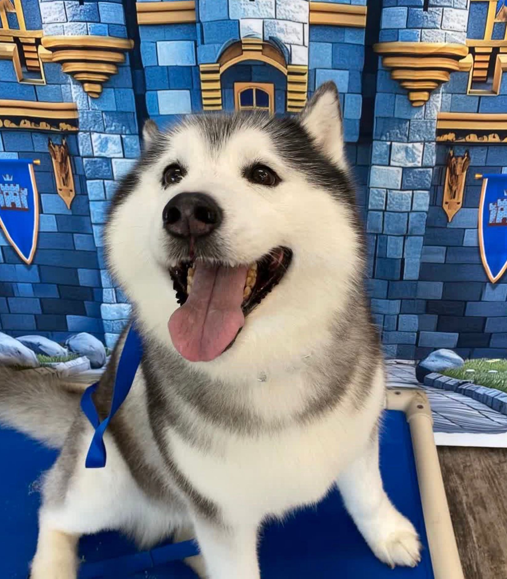 Happy husky in front of a blue castle backdrop, tongue out and tail wagging.