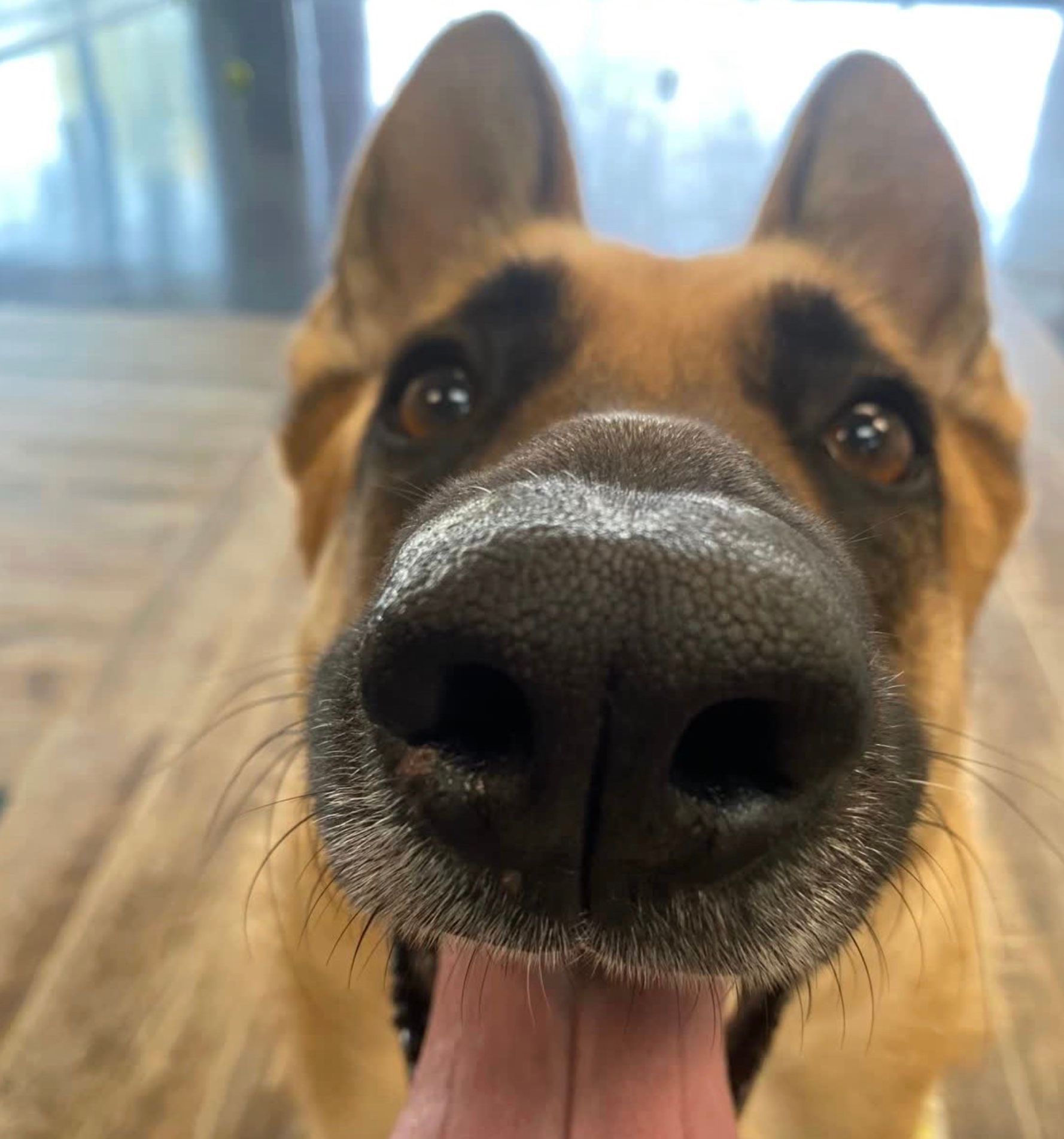 Close-up of a German shepherd with its nose near the camera and tongue out indoors