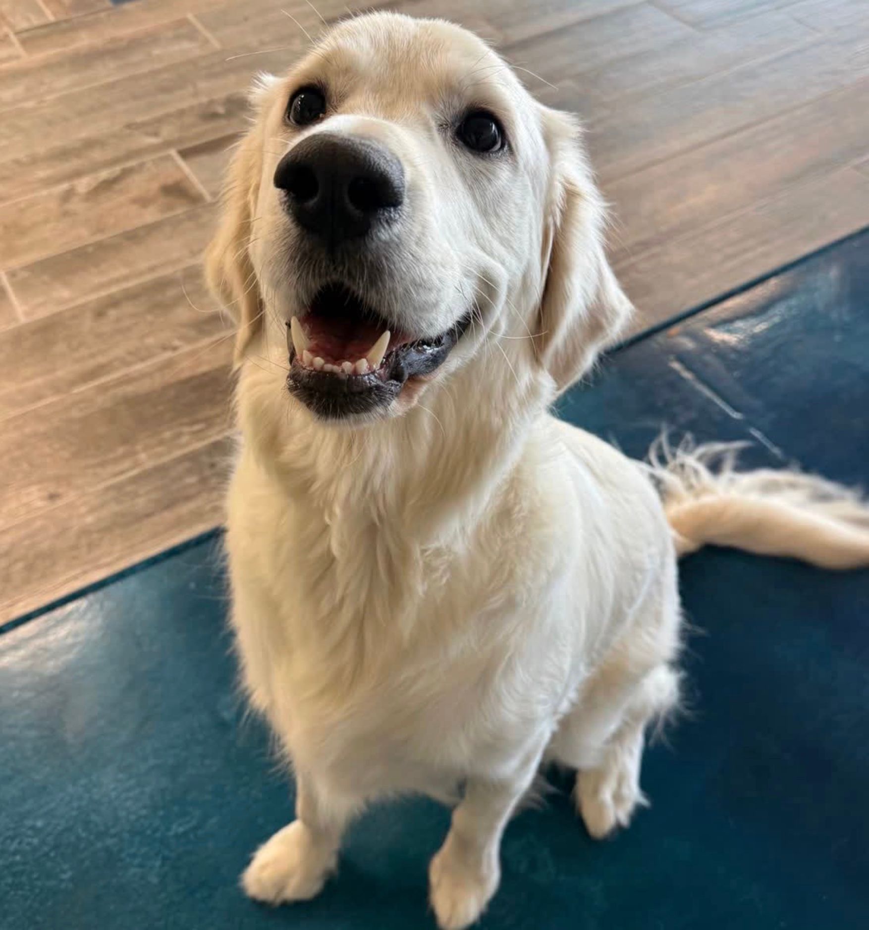 Golden retriever sitting on a blue mat indoors, looking up with an open-mouthed, happy expression.