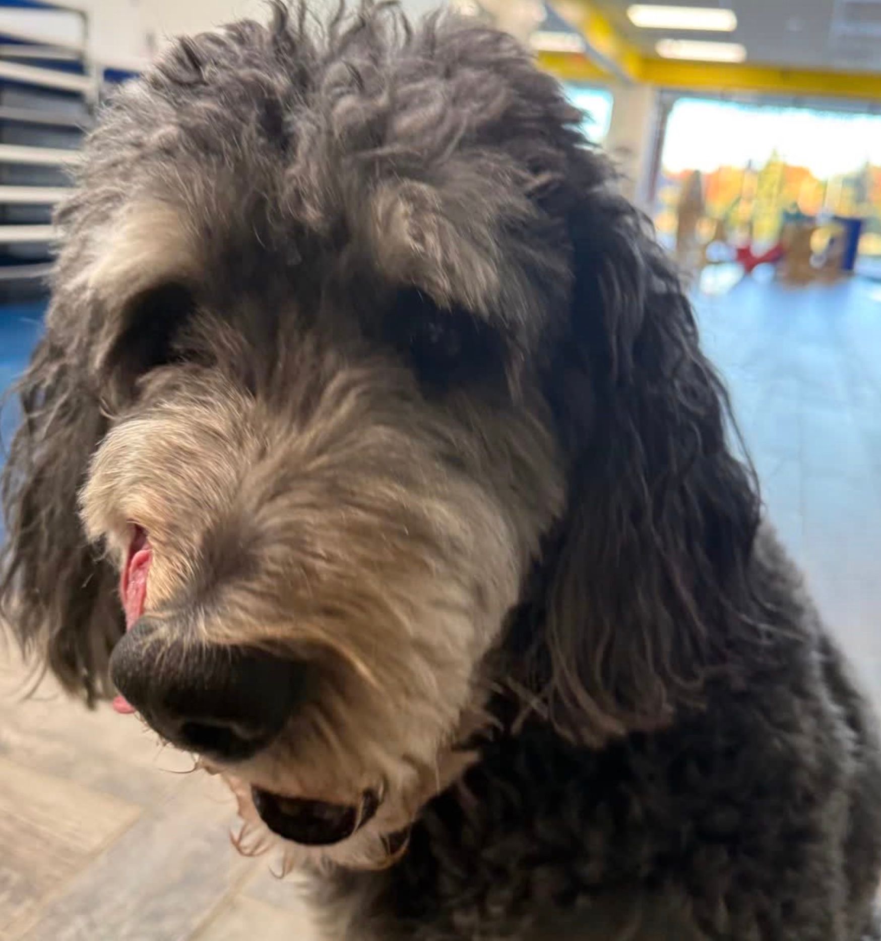 Close-up of a fluffy black-and-white dog indoors, with its tongue out in a bright room.