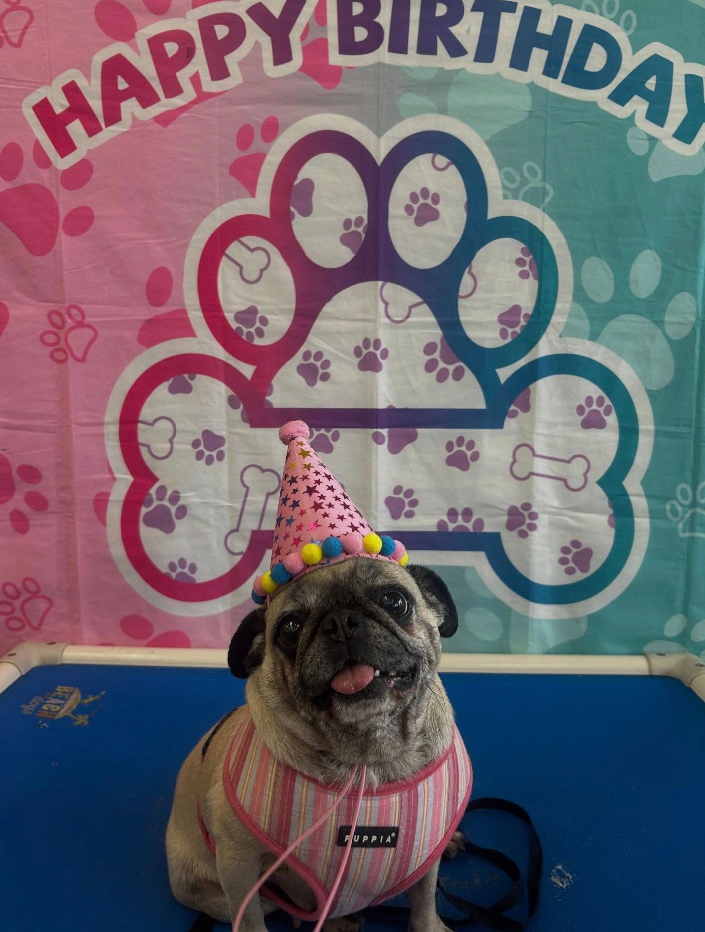 Pug in pink sweater and party hat sitting before a “Happy Birthday” paw-print backdrop