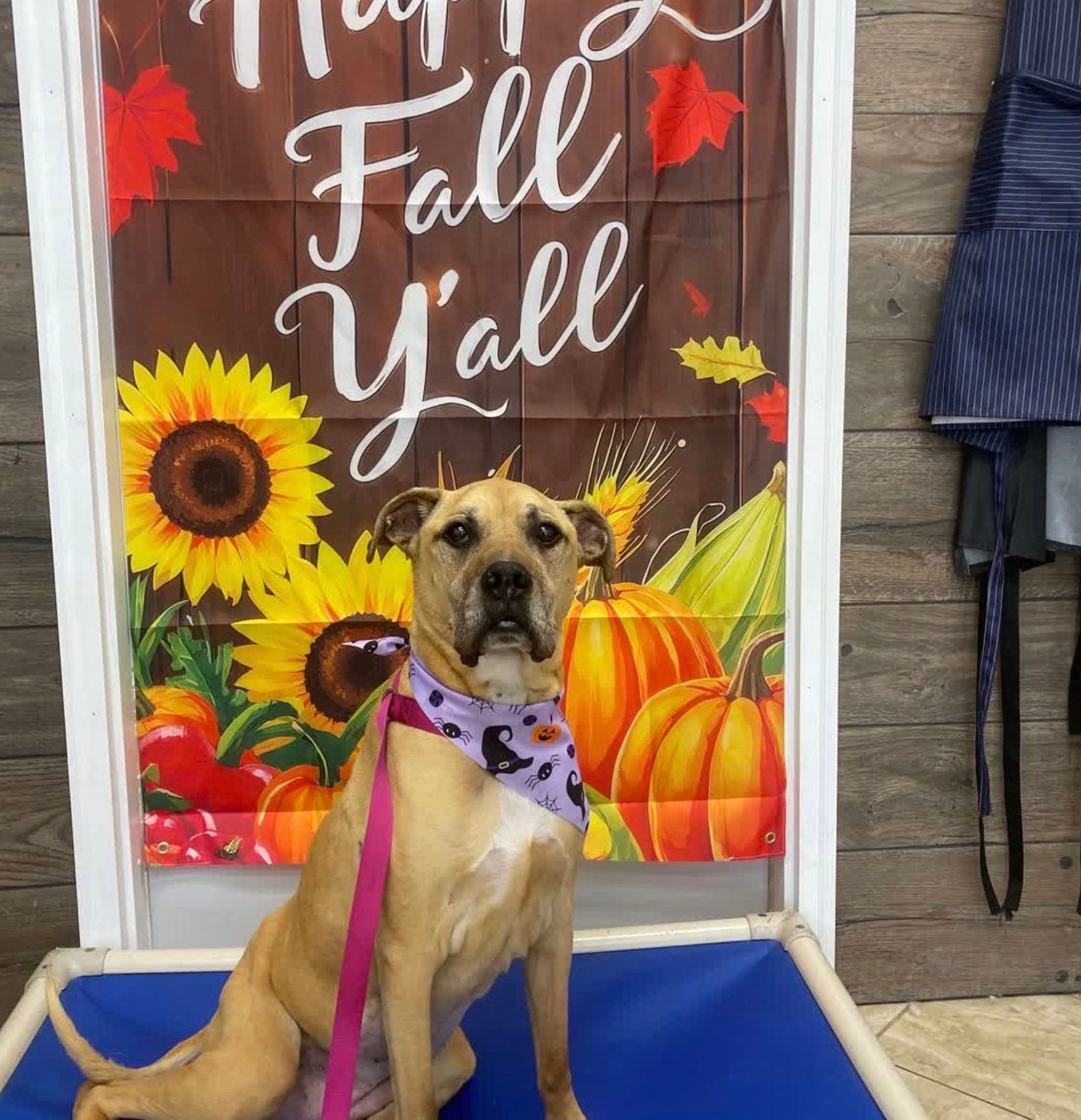 Dog sitting on a blue mat in front of a colorful fall Y'all sign with pumpkins and sunflowers