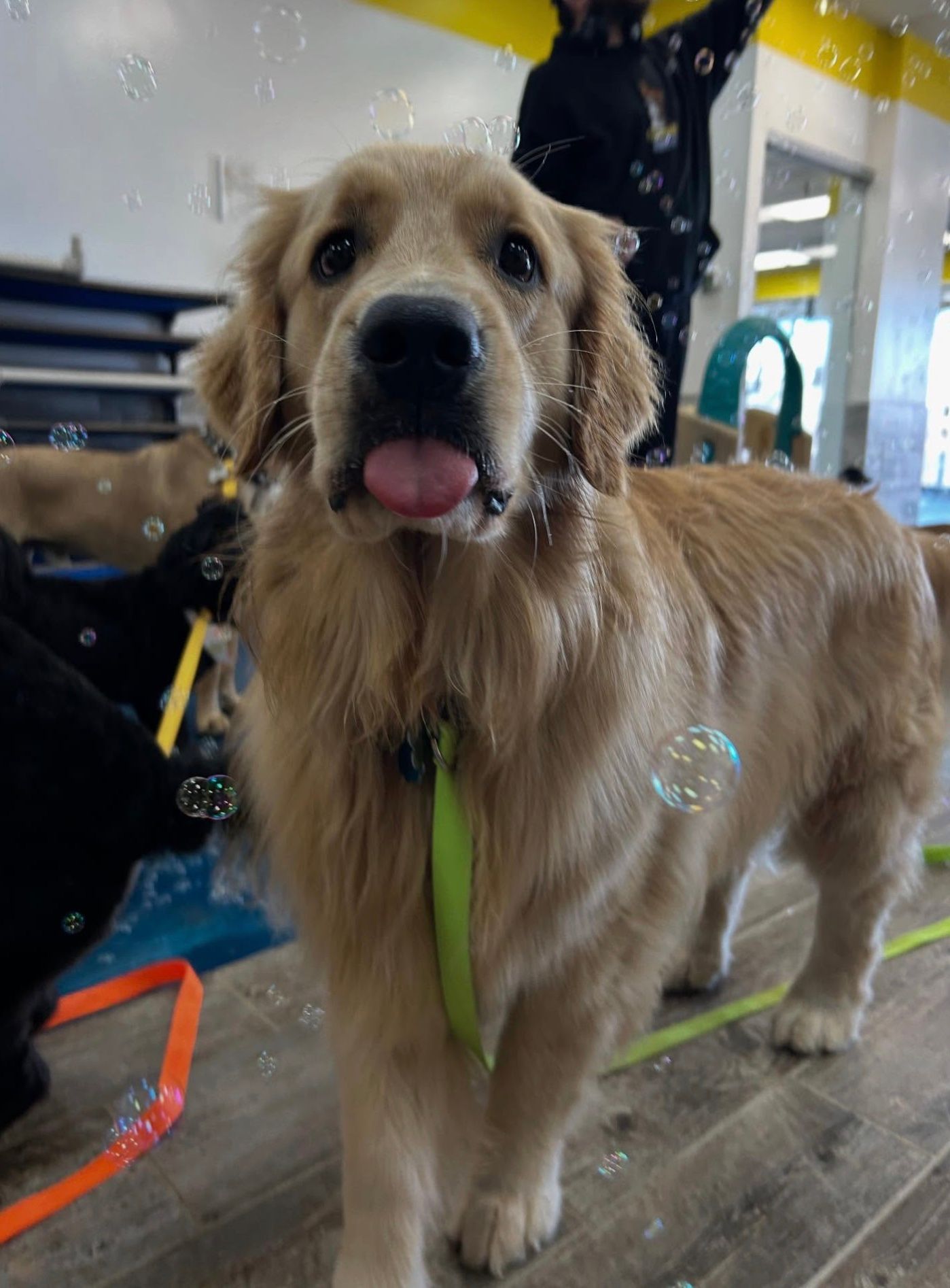 Golden retriever with a green leash, standing indoors with wet fur and tongue out