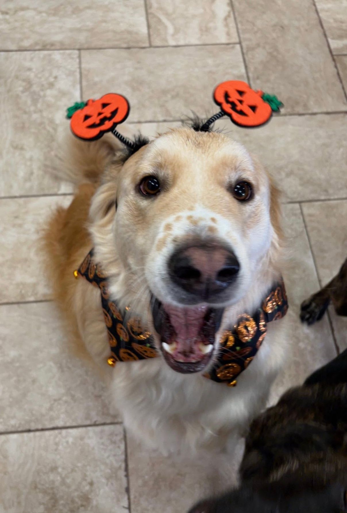 Dog in a pumpkin headband and autumn bandana, smiling on a tiled floor.