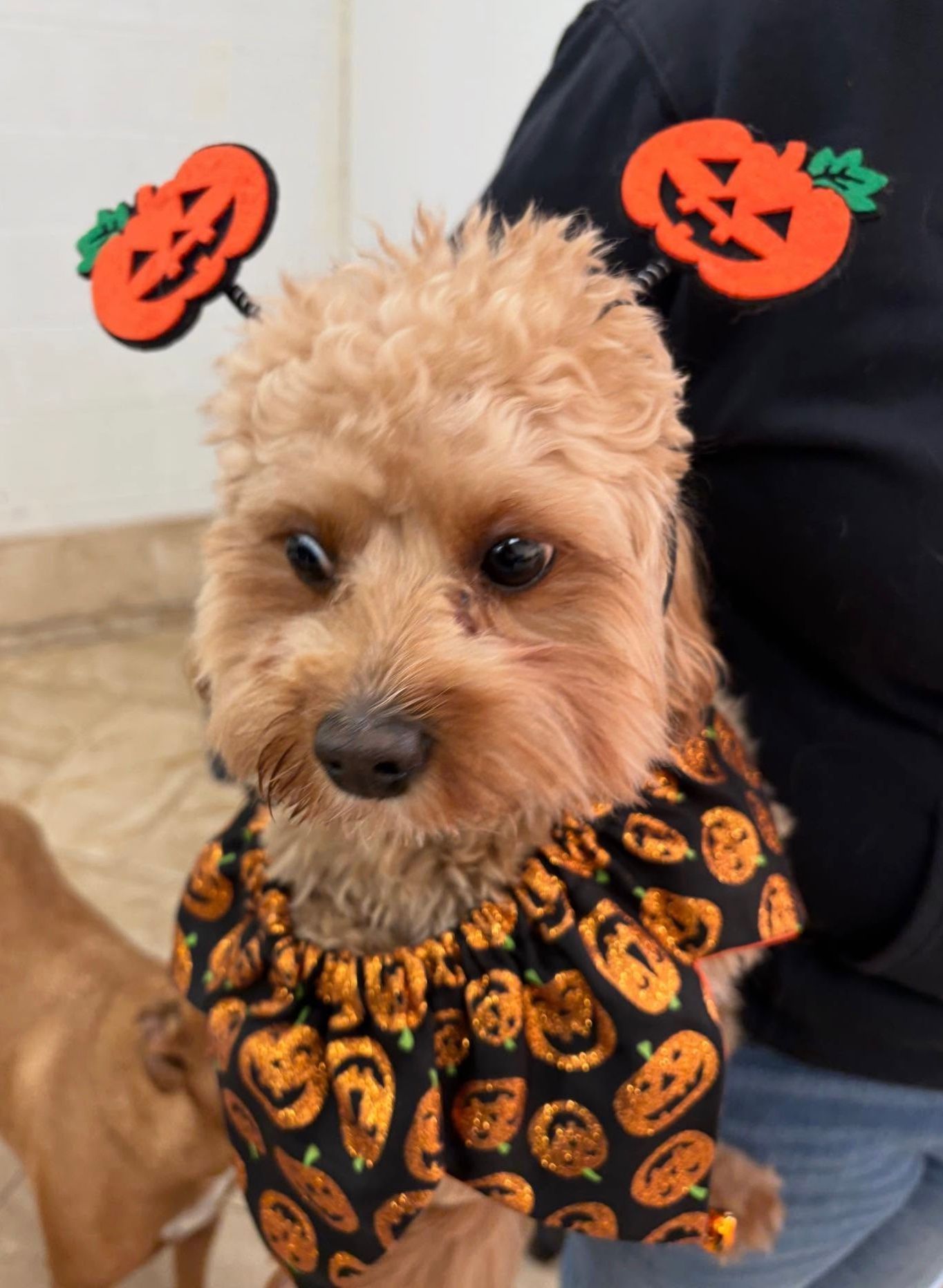 Small tan dog wearing a black pumpkin-patterned bandana with orange pumpkin decorations nearby