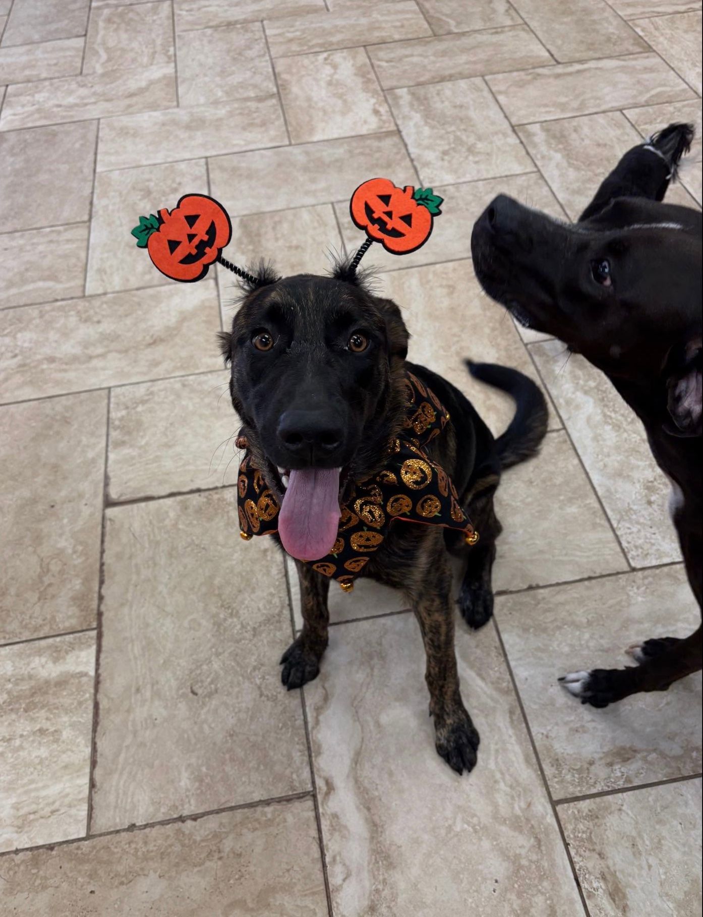 Two black dogs on a tiled floor, one wearing Halloween pumpkin headband and festive shirt, tongue out.