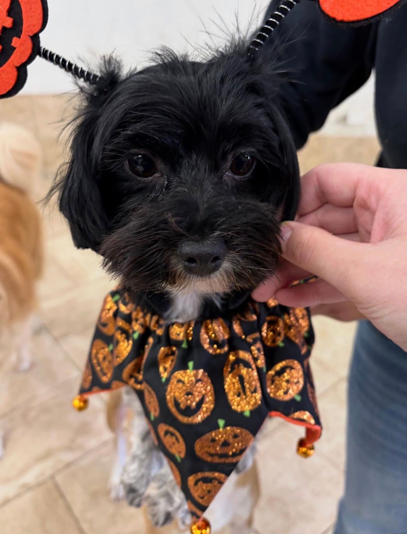 Small black dog wearing a Halloween bandana and ears, being petted by a hand