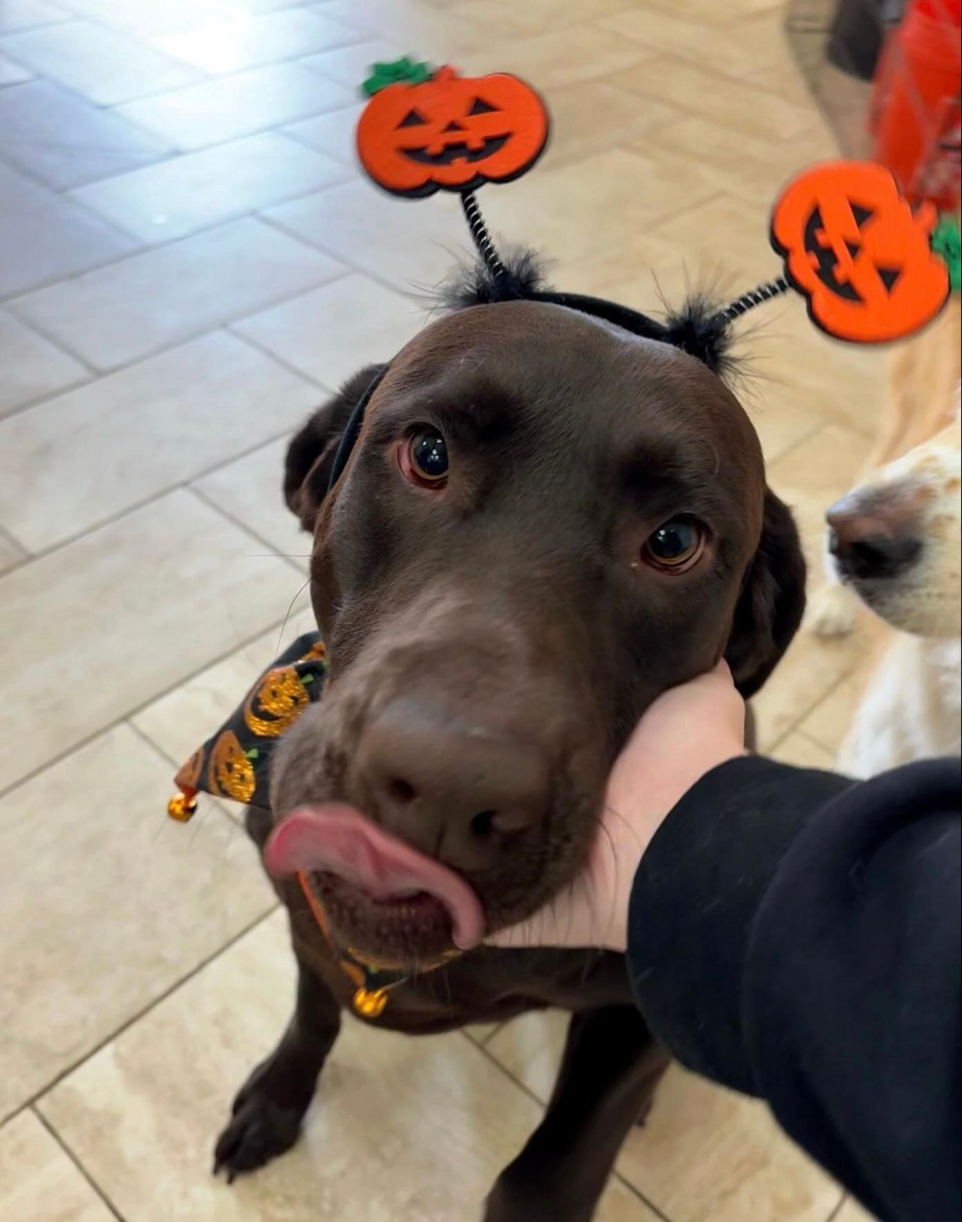 Black dog wearing pumpkin Halloween antlers licks its nose while being petted indoors.