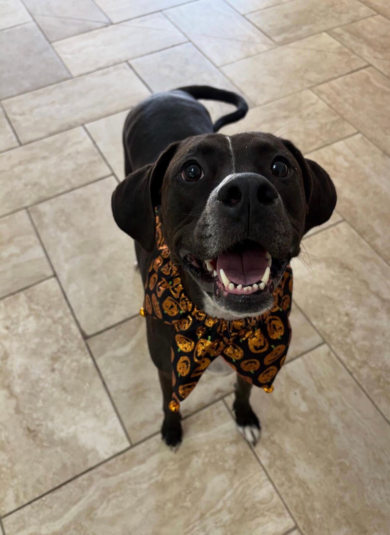 Black dog wearing an orange patterned bandana, looking up and panting on a tiled floor.