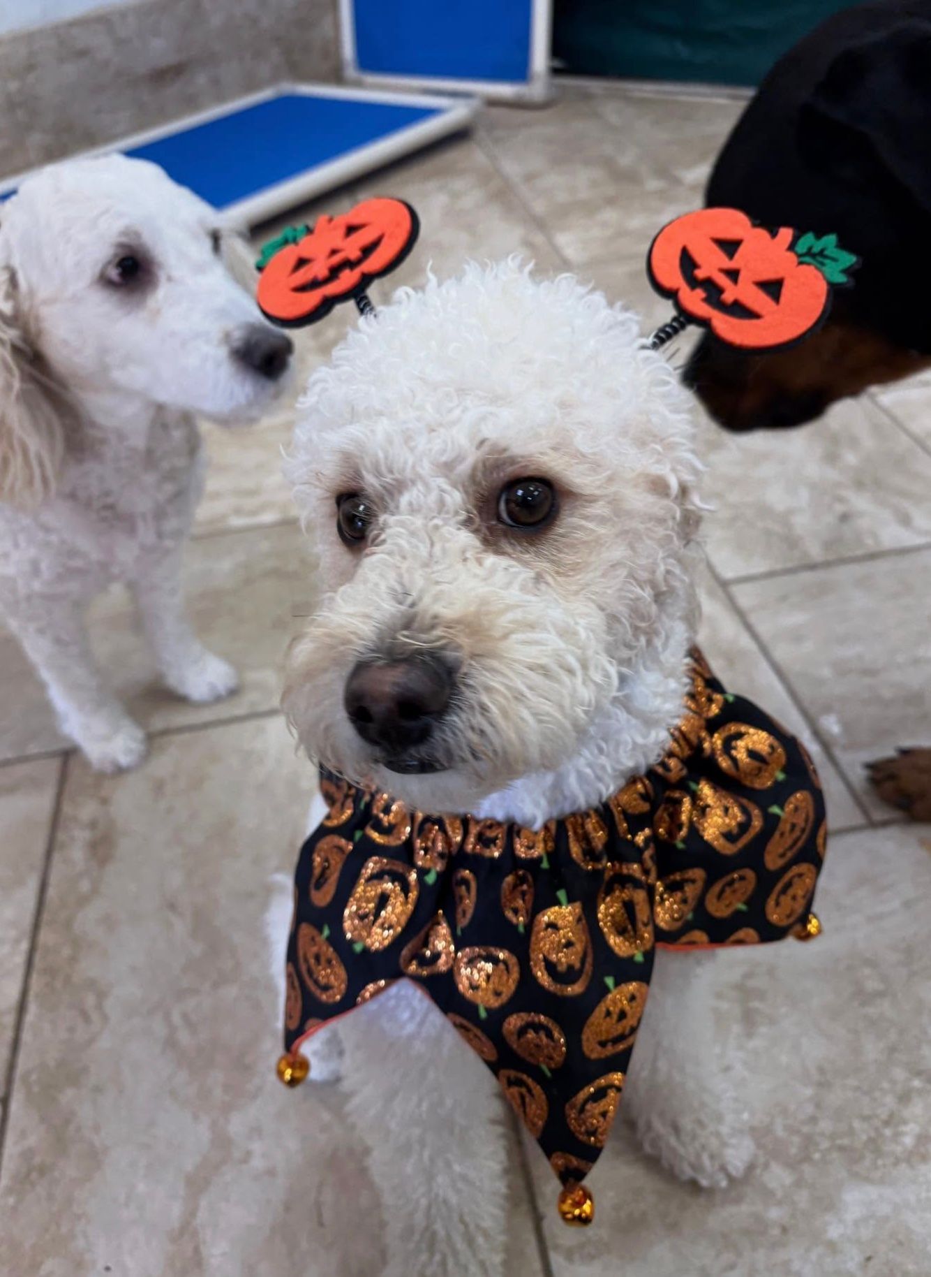 Two small white dogs on a patio, one wearing a black pumpkin-patterned Halloween outfit with pumpkin headbands.