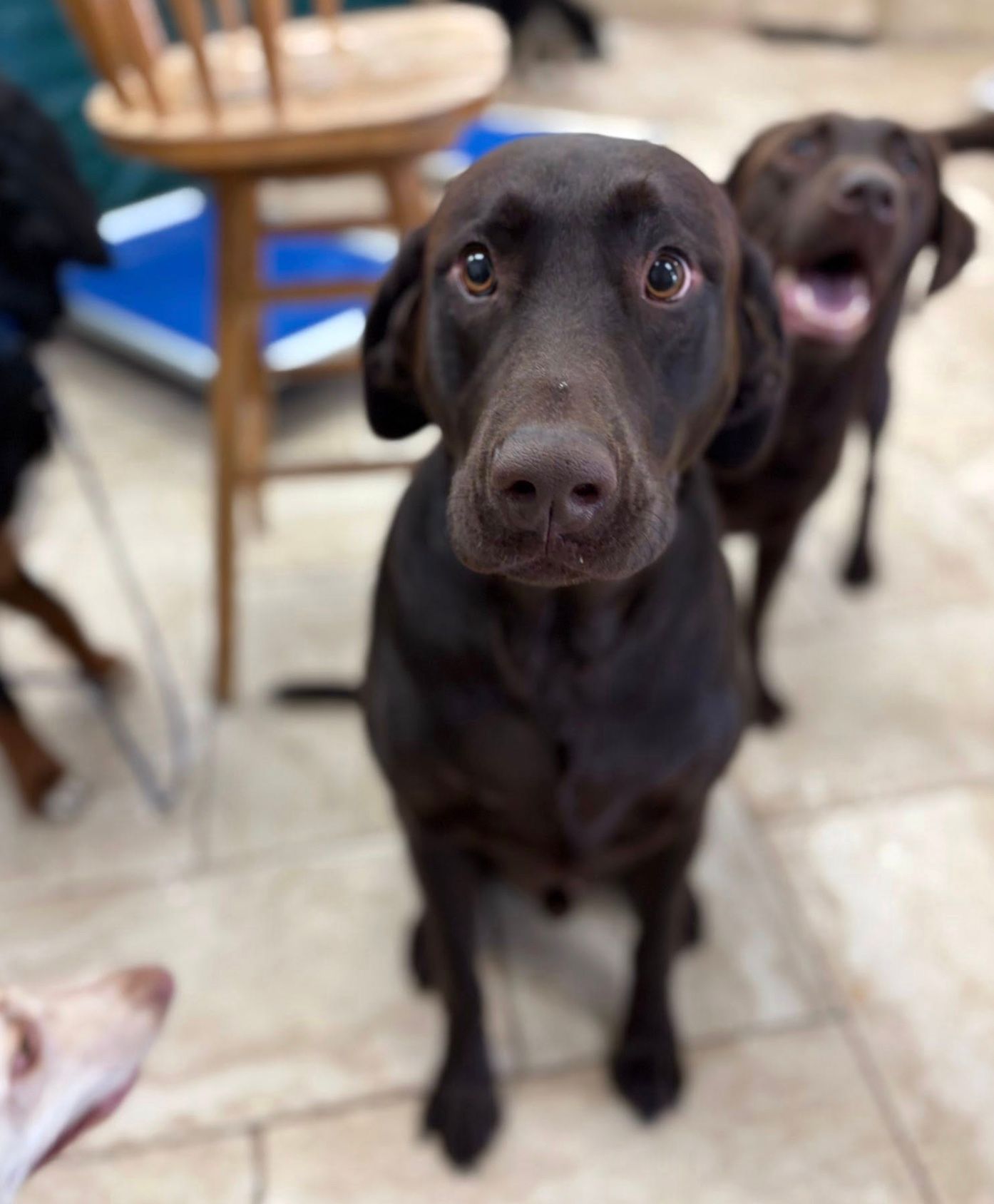 Two black dogs on a tiled floor, one close to the camera with a curious look.