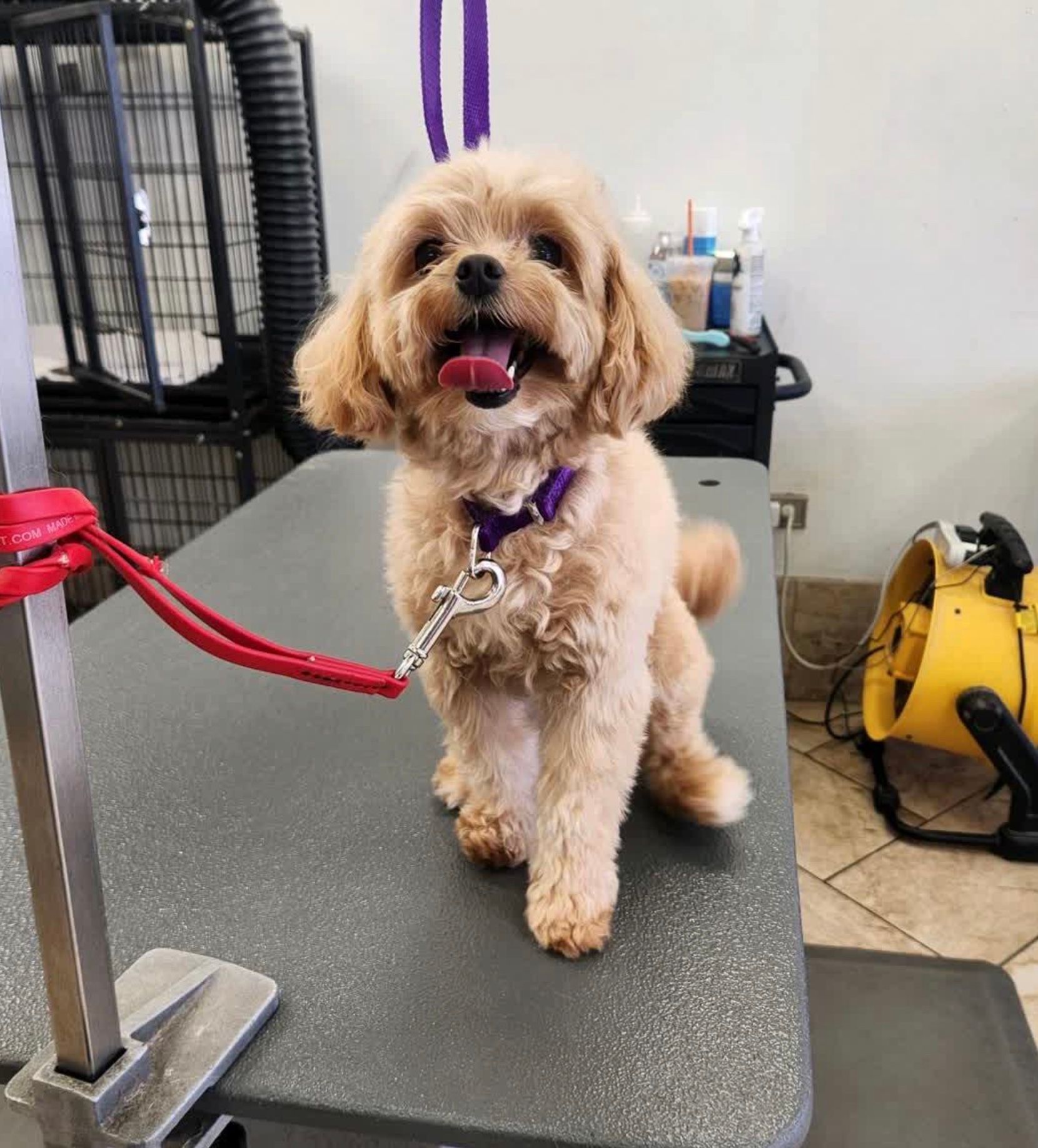 Small tan dog with a purple harness on a grooming table, tongue out, in a pet salon