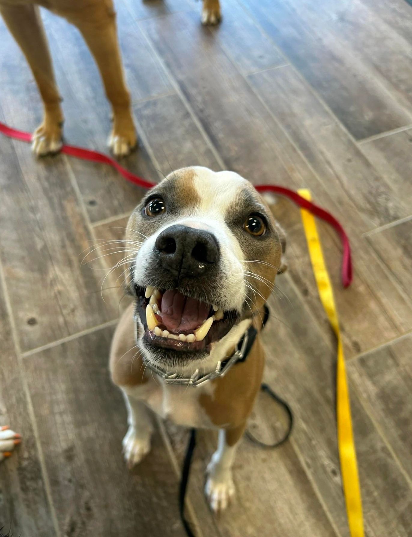 Happy brown-and-white dog on a leash, looking up on a wooden floor.