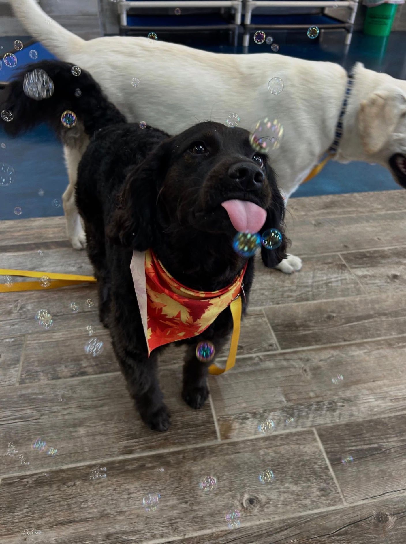 Black dog in a red bandana sitting on a wooden floor with a white dog behind it
