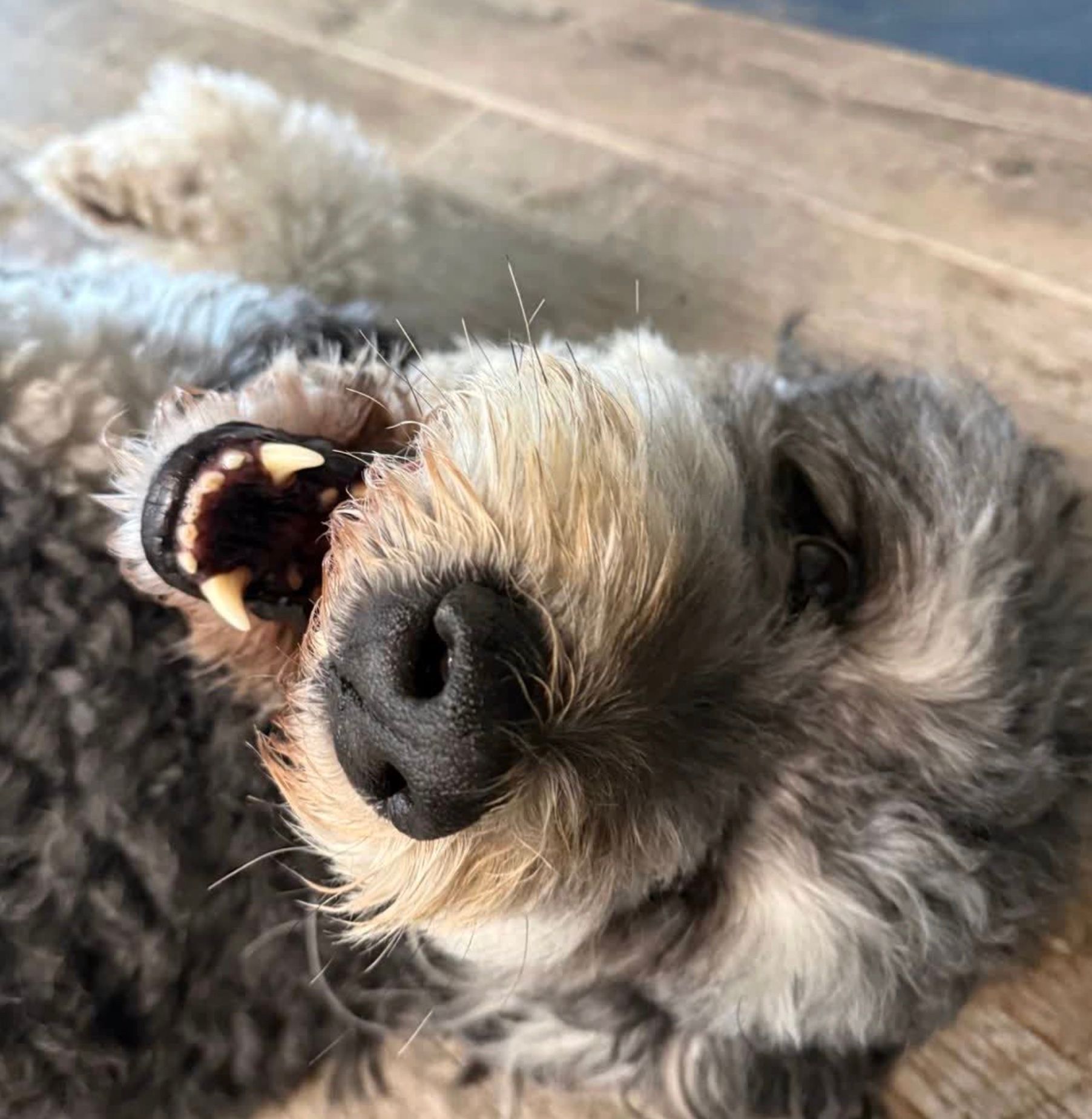 Close-up of a gray dog lying on its back, mouth open in a playful grin on a wooden floor.