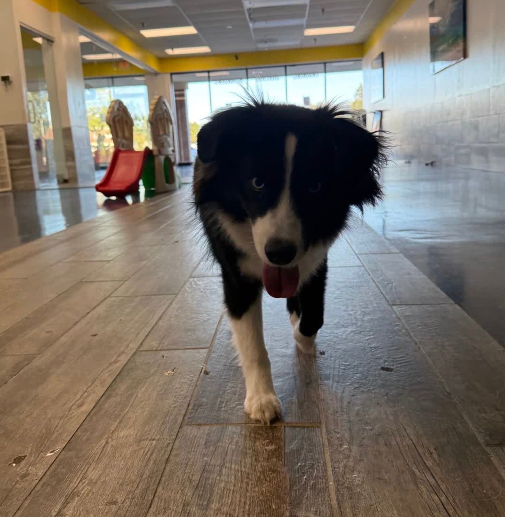 Black-and-white dog walking toward the camera in a bright indoor hallway, tongue out.