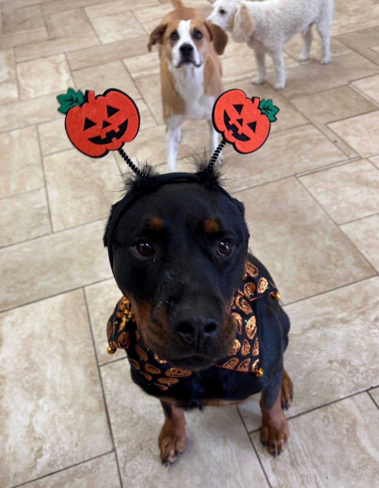 Black dog in Halloween pumpkin headband and scarf, with two small dogs standing behind on tile floor.
