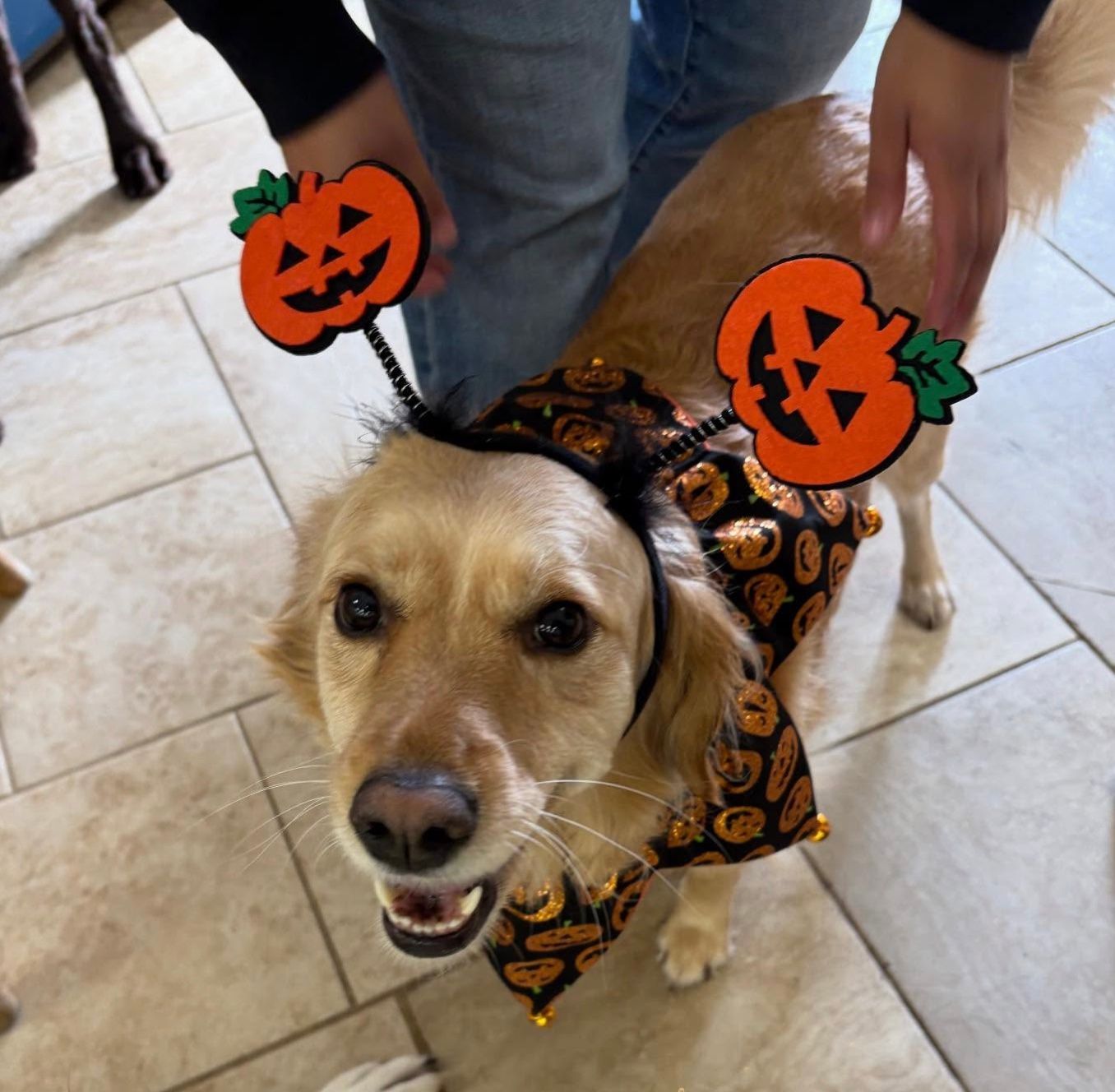 Dog in a black-and-orange Halloween costume with pumpkin headband, standing on a tiled floor indoors.