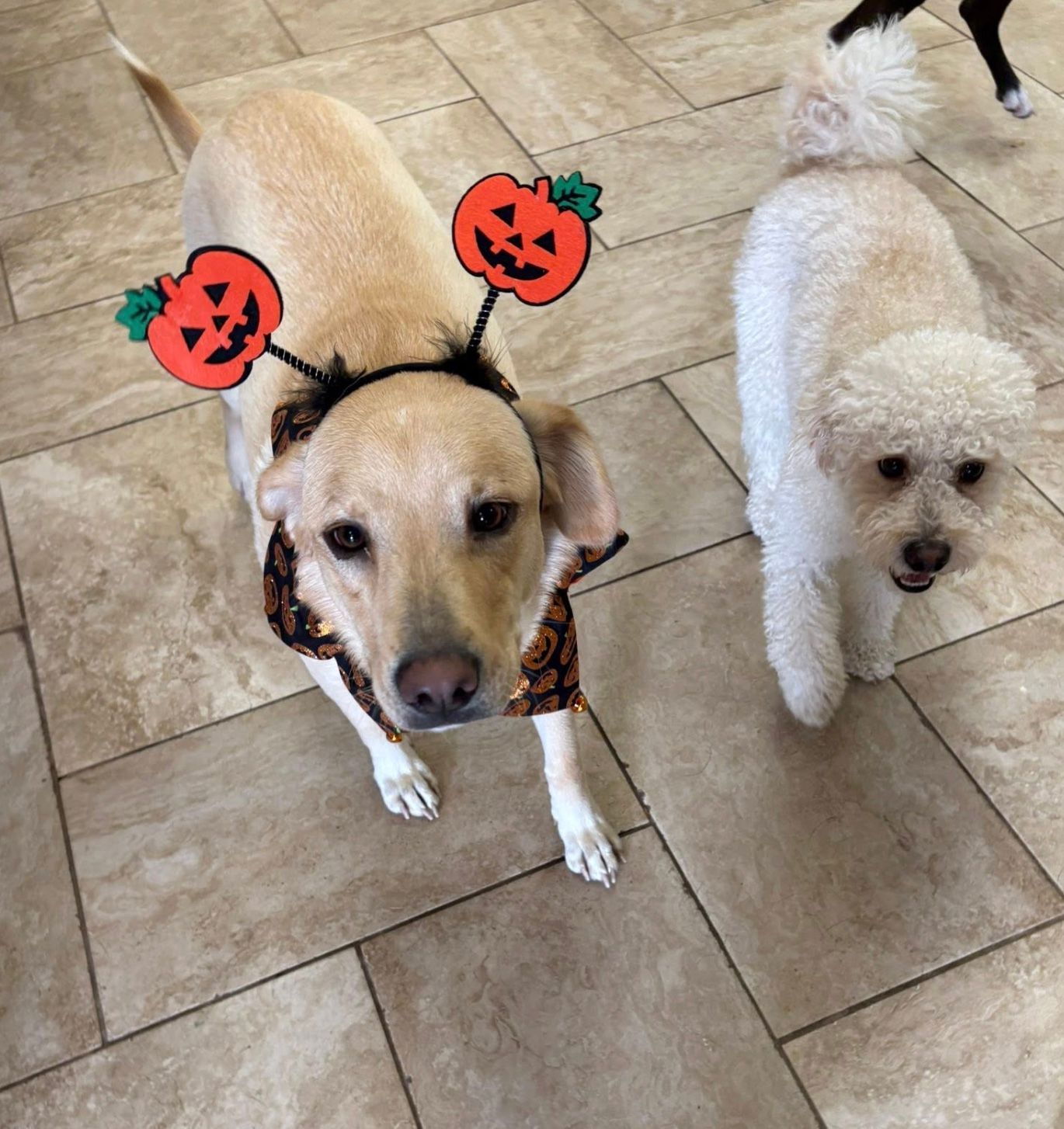 Two small dogs on tile floor, one tan with pumpkin headband and one white with curly fur.