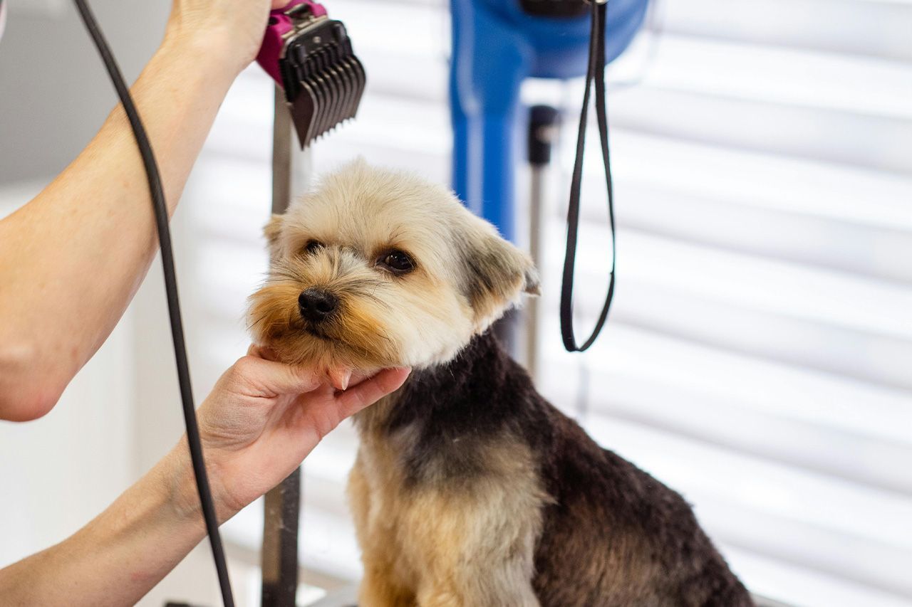 A person is grooming a small dog with a hair dryer.