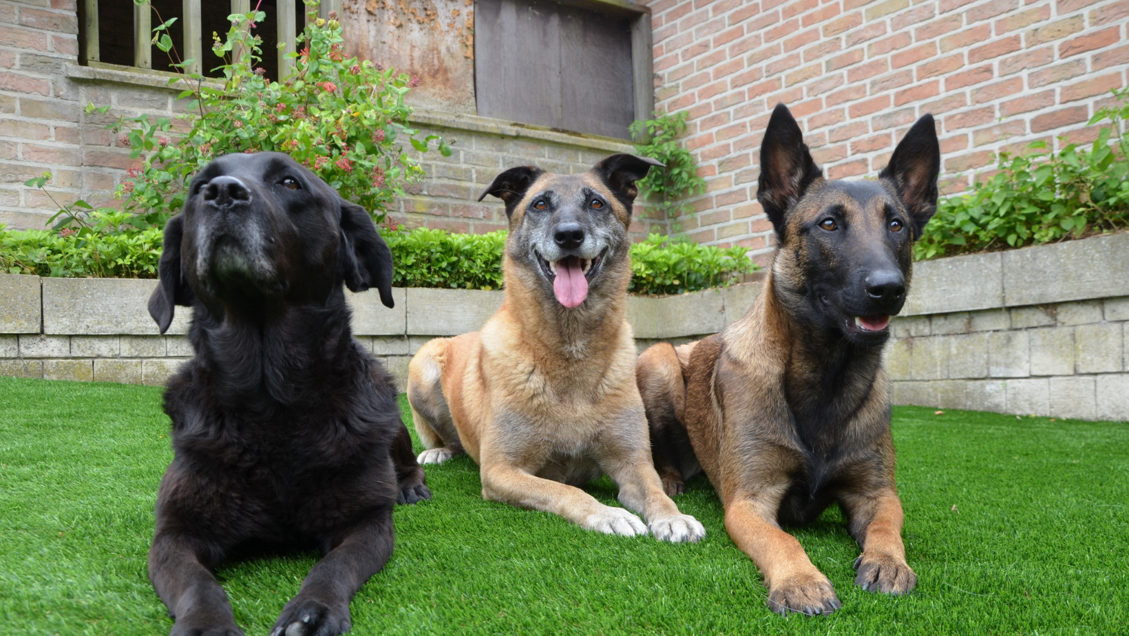Three dogs are laying on the grass in front of a brick building.