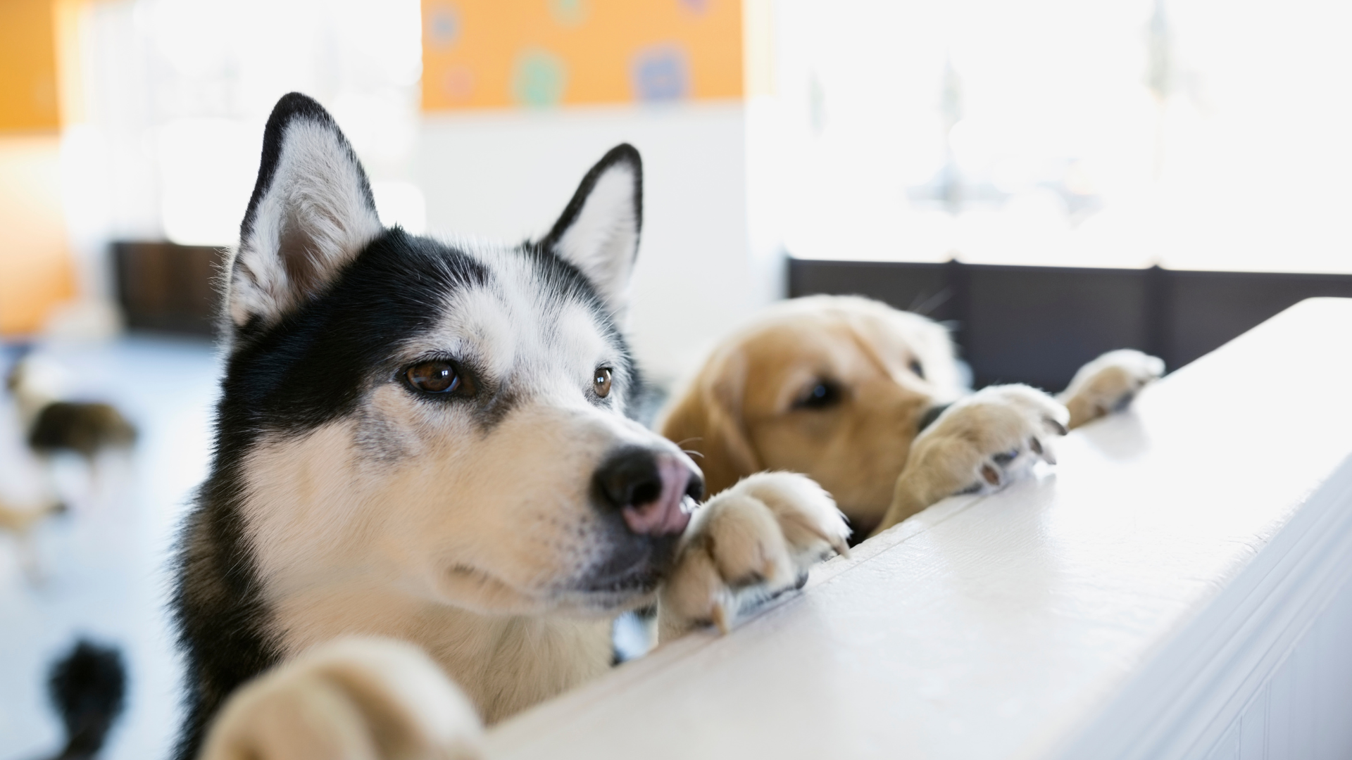 Two dogs, a black-and-white husky and a golden retriever, resting their paws on a white table.