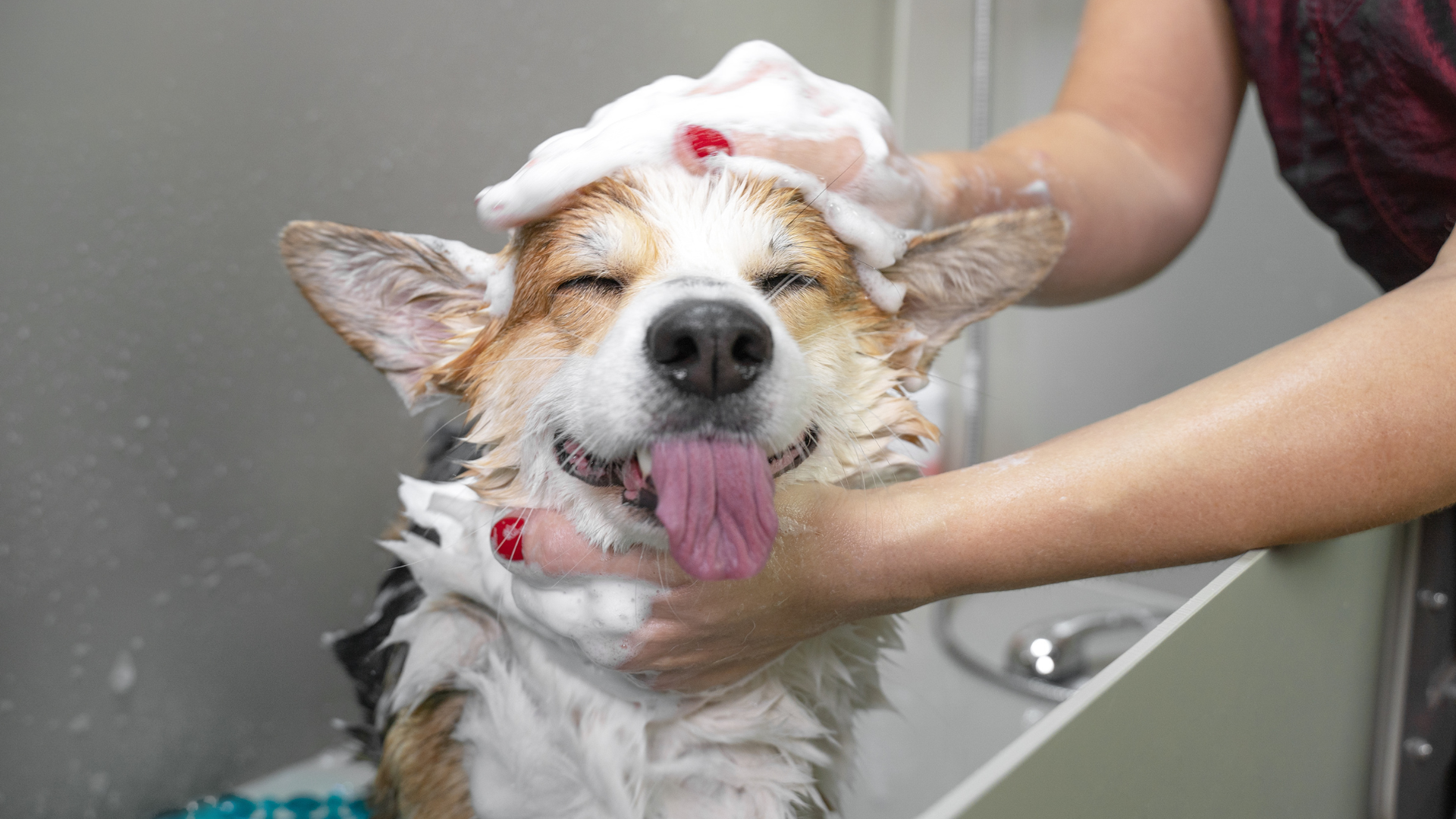 Wet corgi being bathed with shampoo in a sink, eyes closed and tongue out