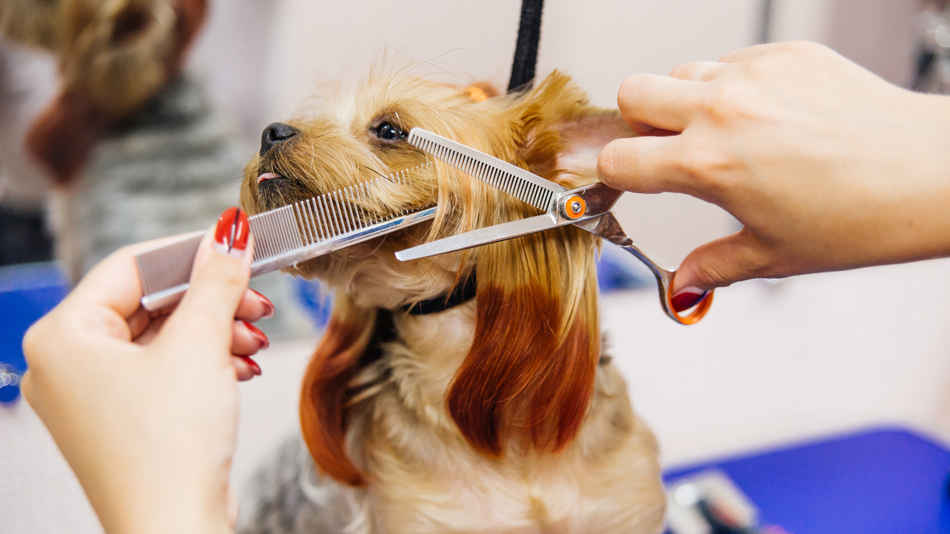 Dog being groomed with a comb and scissors while seated on a grooming table